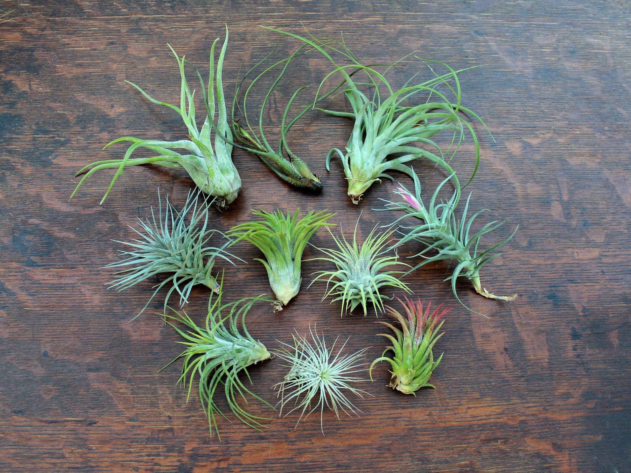 Greenhouse Collection - Assorted Tillandsia Ionantha and Airplants