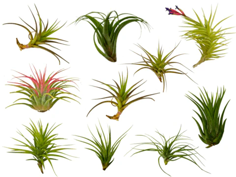 Greenhouse Collection - Assorted Tillandsia Ionantha and Airplants - Image 2