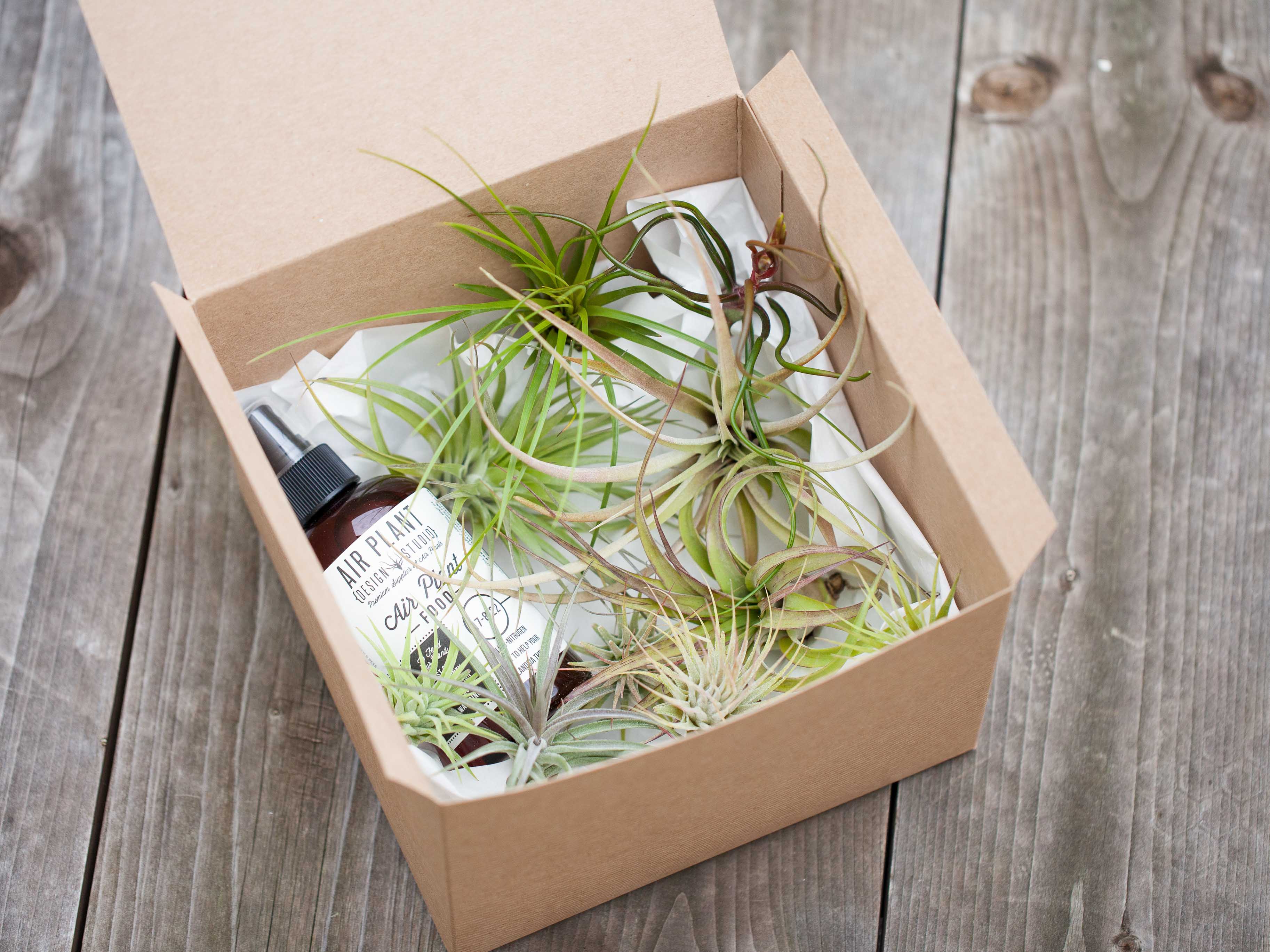 Tillandsia Air Plant Starter Kit - 10 or 20 Air Plants with Fertilizer - Image 3