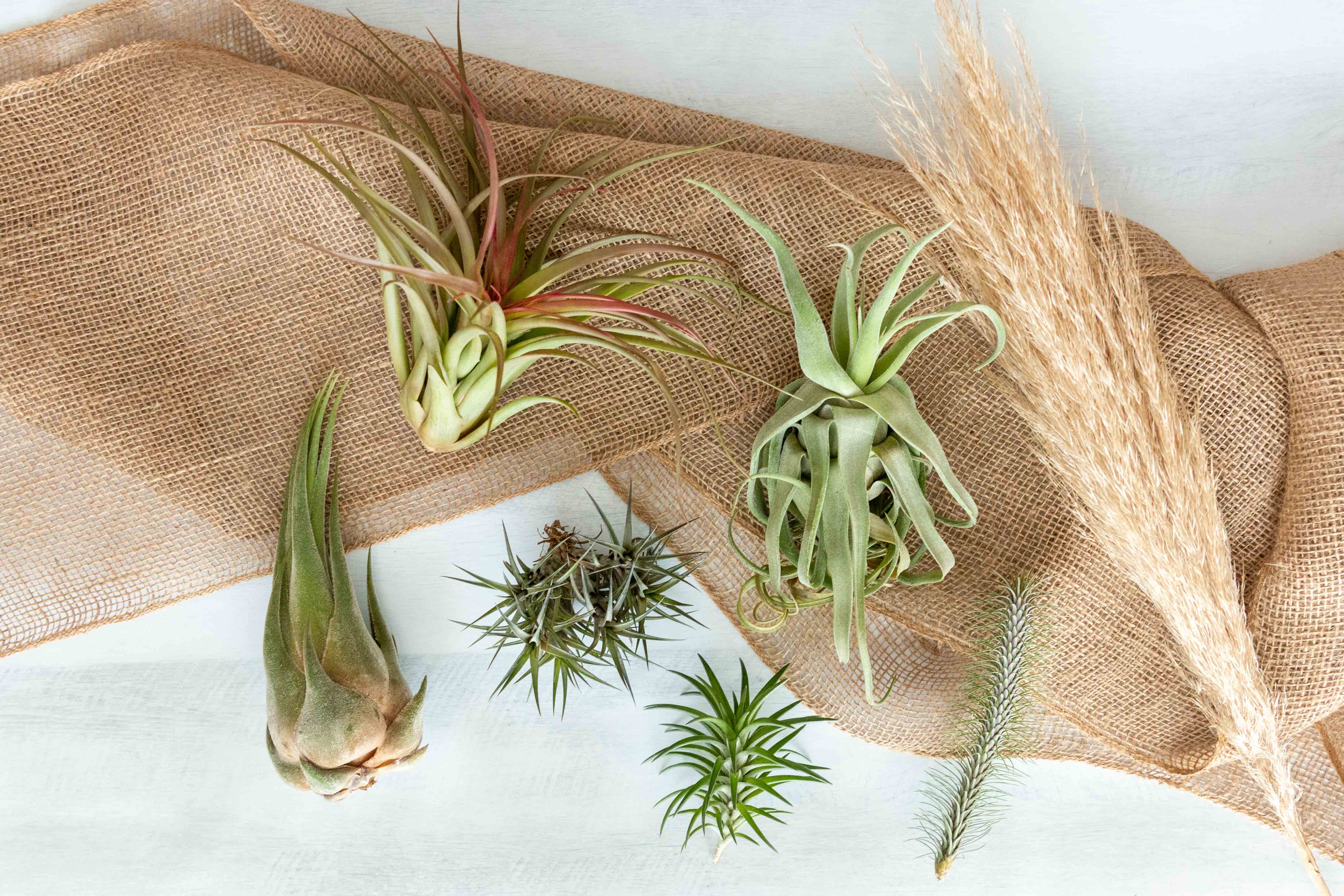 Air Plant Club - 12 Month Gift Subscription - Premium Box - Image 5