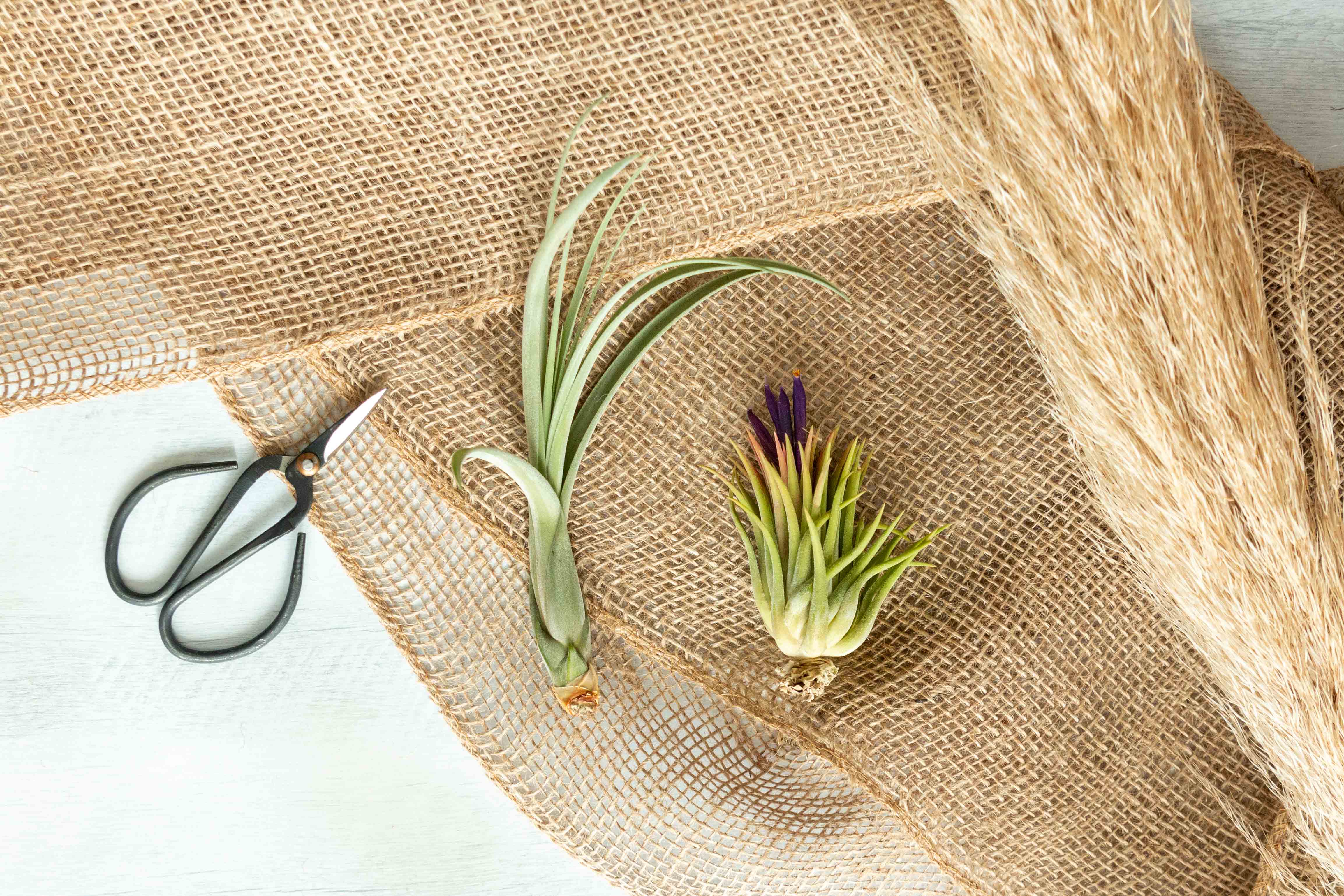 Air Plant Club - 12 Month Gift Subscription - Starter Box