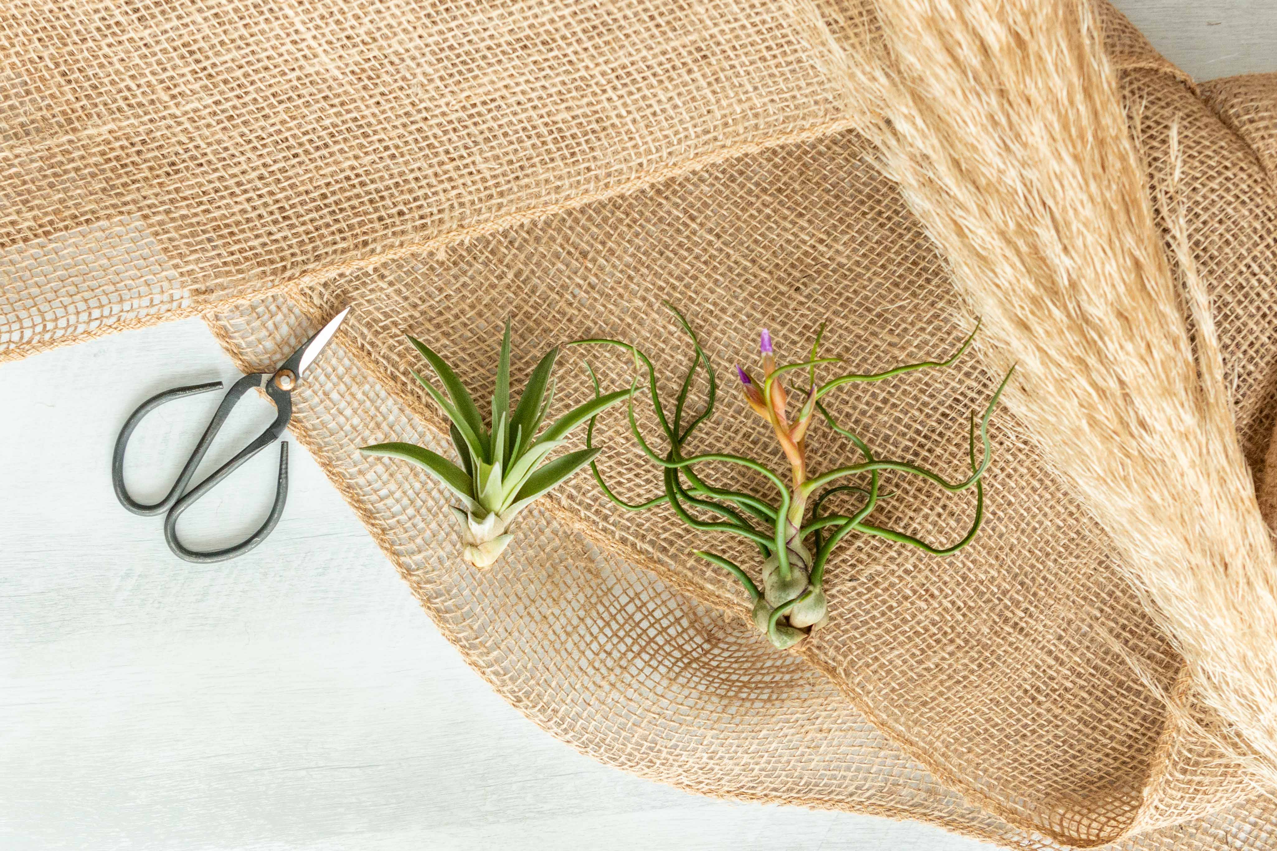 Air Plant Club - 12 Month Gift Subscription - Starter Box - Image 2