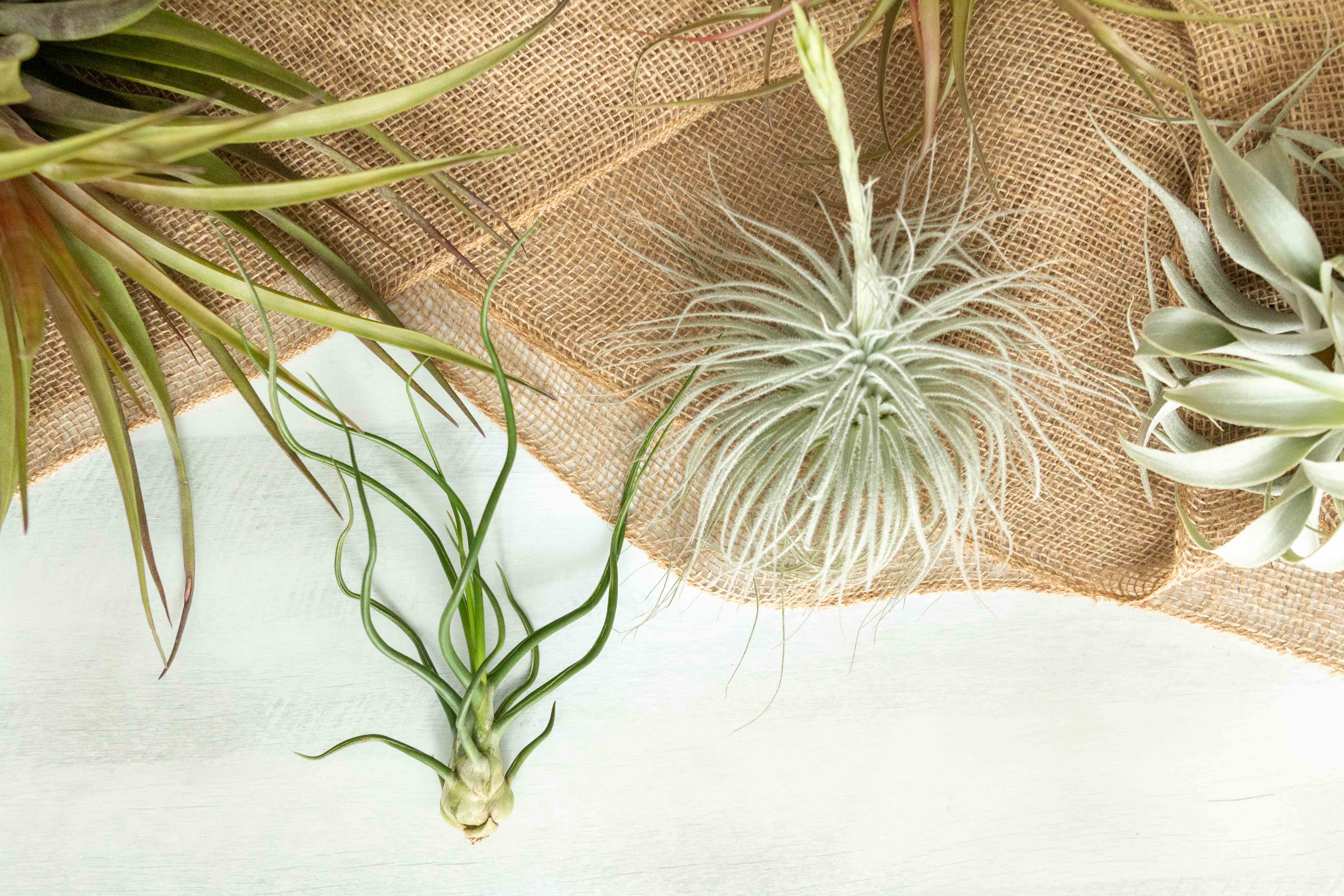 Air Plant Club - 12 Month Gift Subscription - Collector Box - Image 3