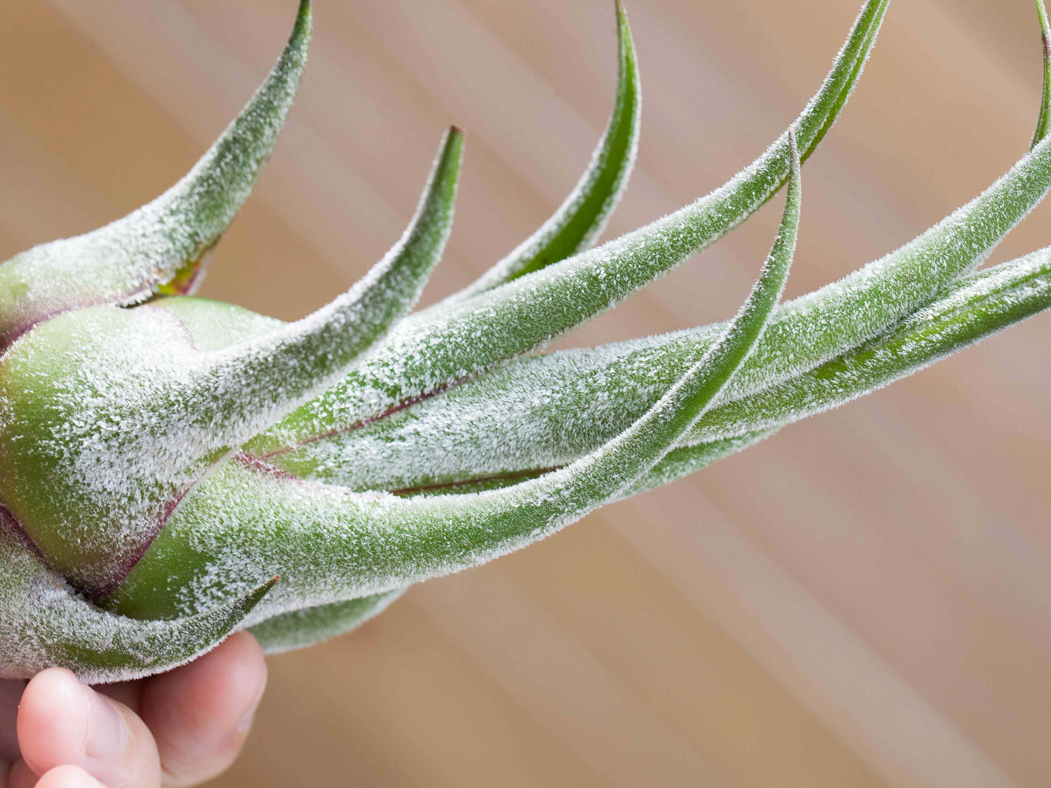 Sale Packs - 25% Off - Tillandsia Seleriana Air Plant - Image 2