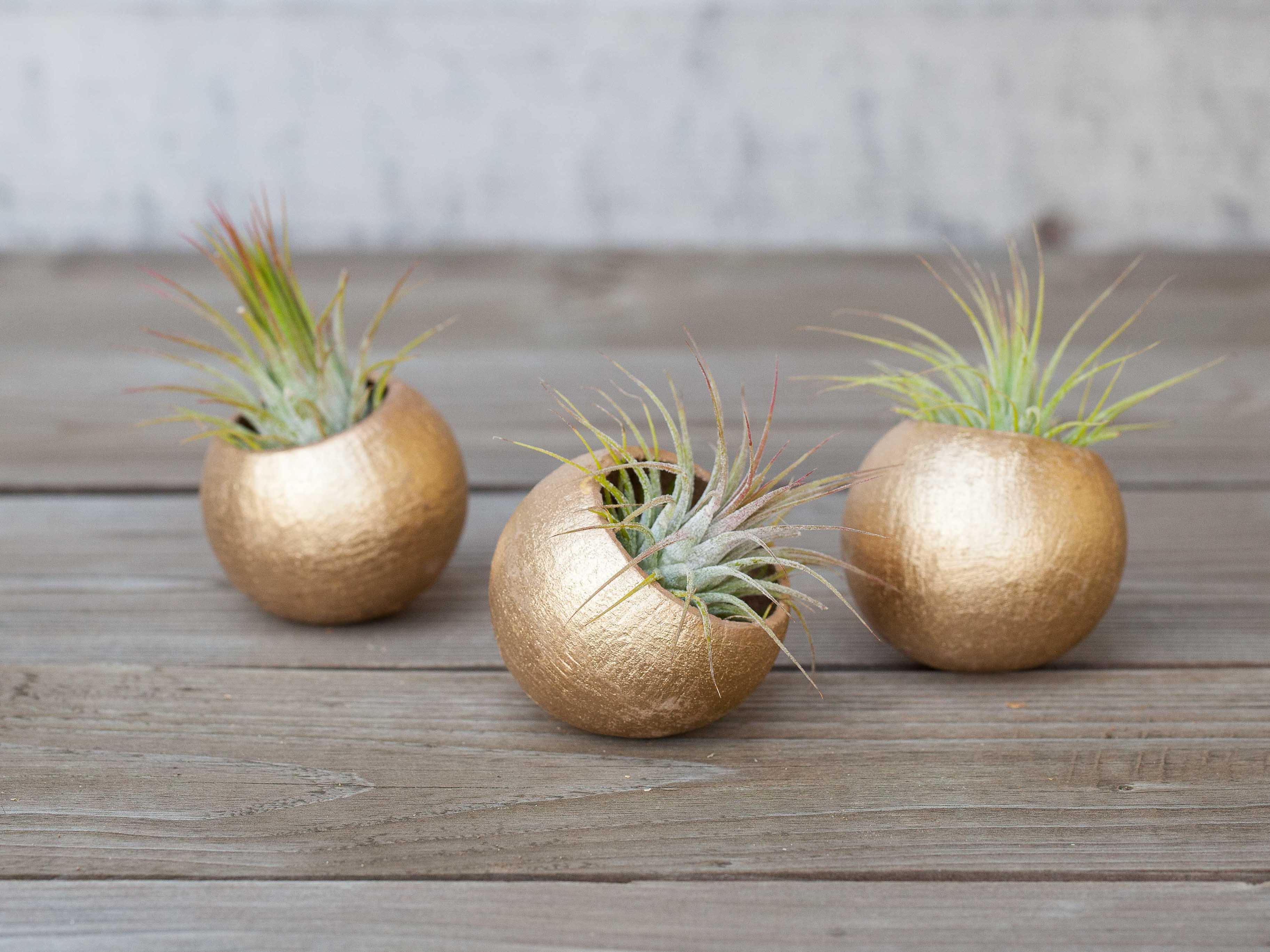 Trio of Metallic Gold Pods with Tillandisa Ionantha