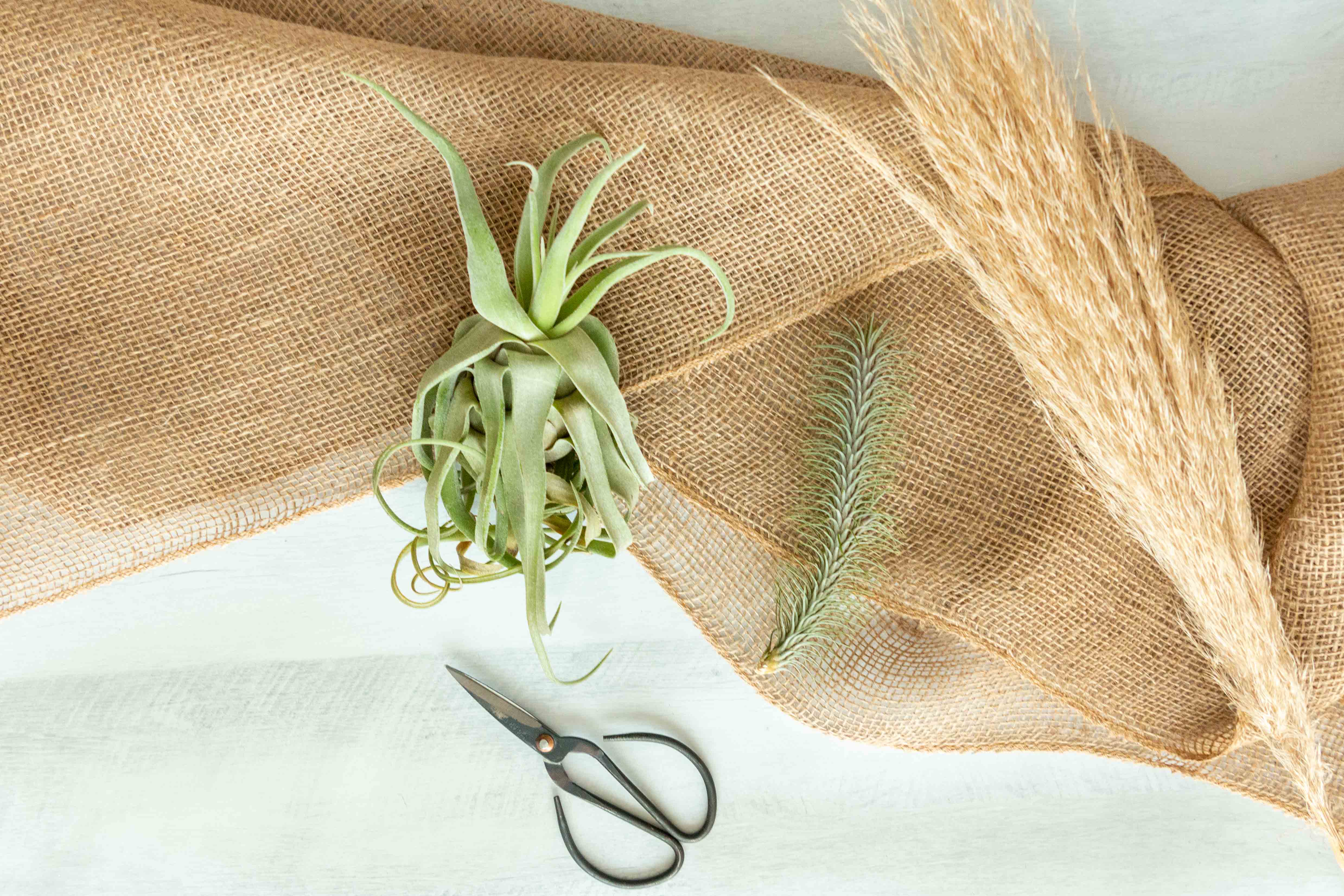 Air Plant Club - 3 Month Gift Subscription - Premium Box