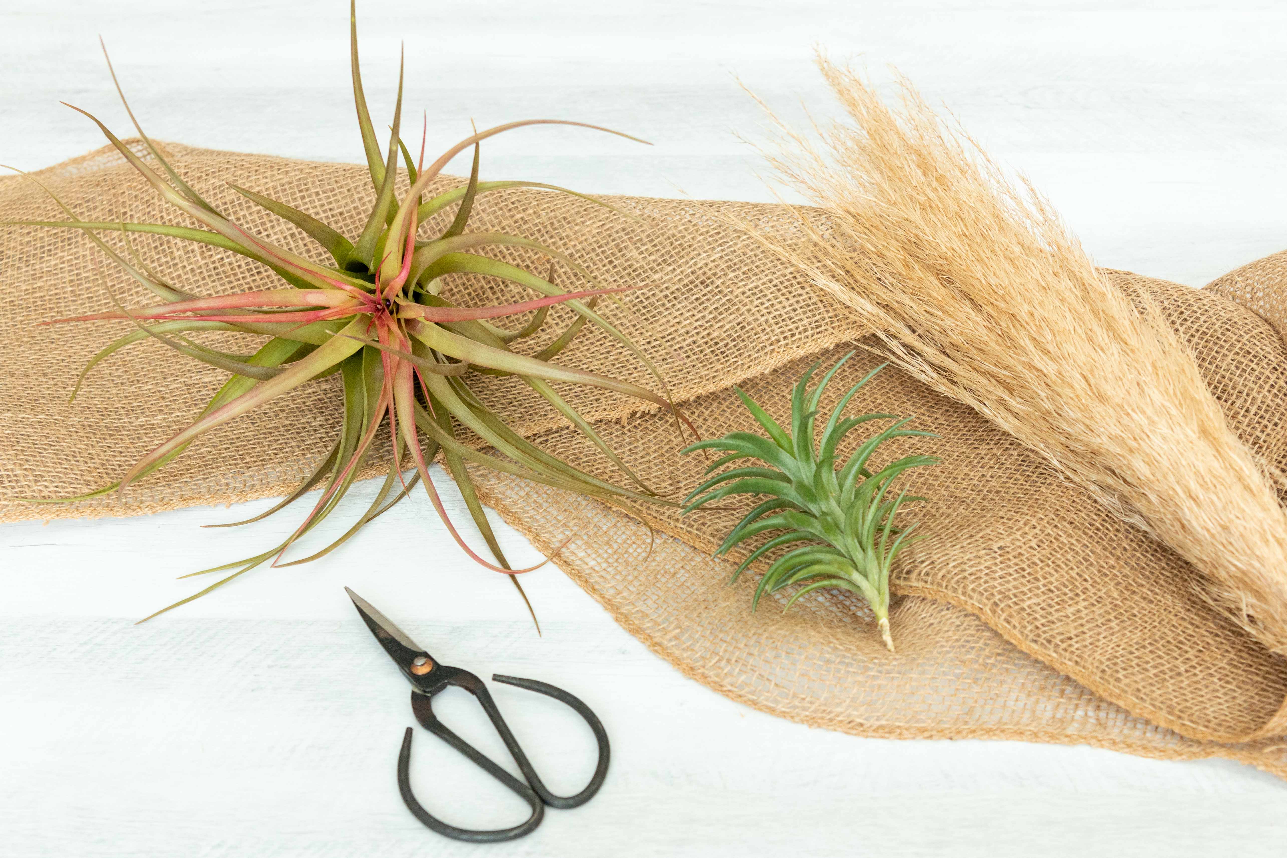 Air Plant Club - 3 Month Gift Subscription - Premium Box - Image 2