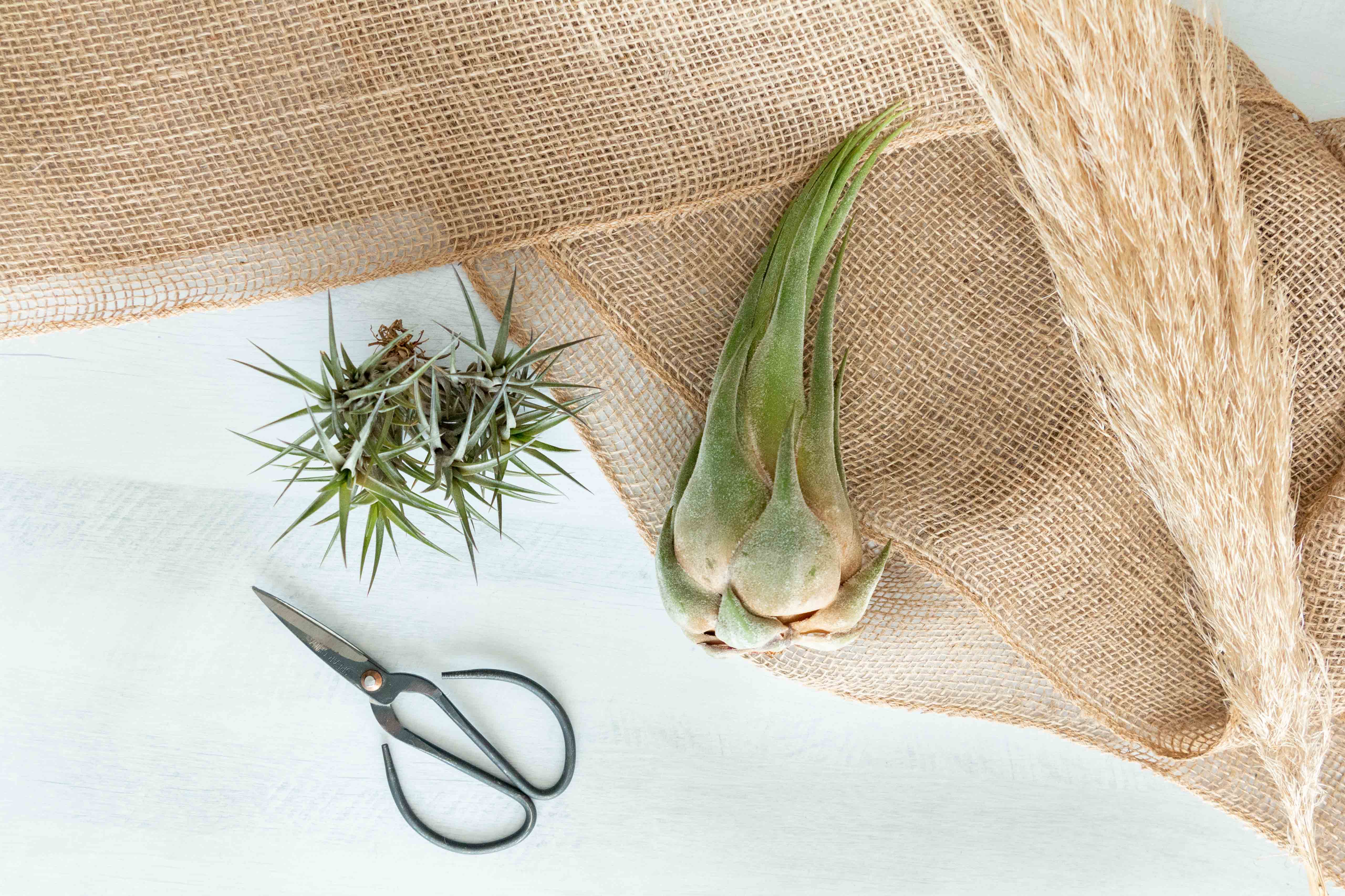 Air Plant Club - 3 Month Gift Subscription - Premium Box - Image 3