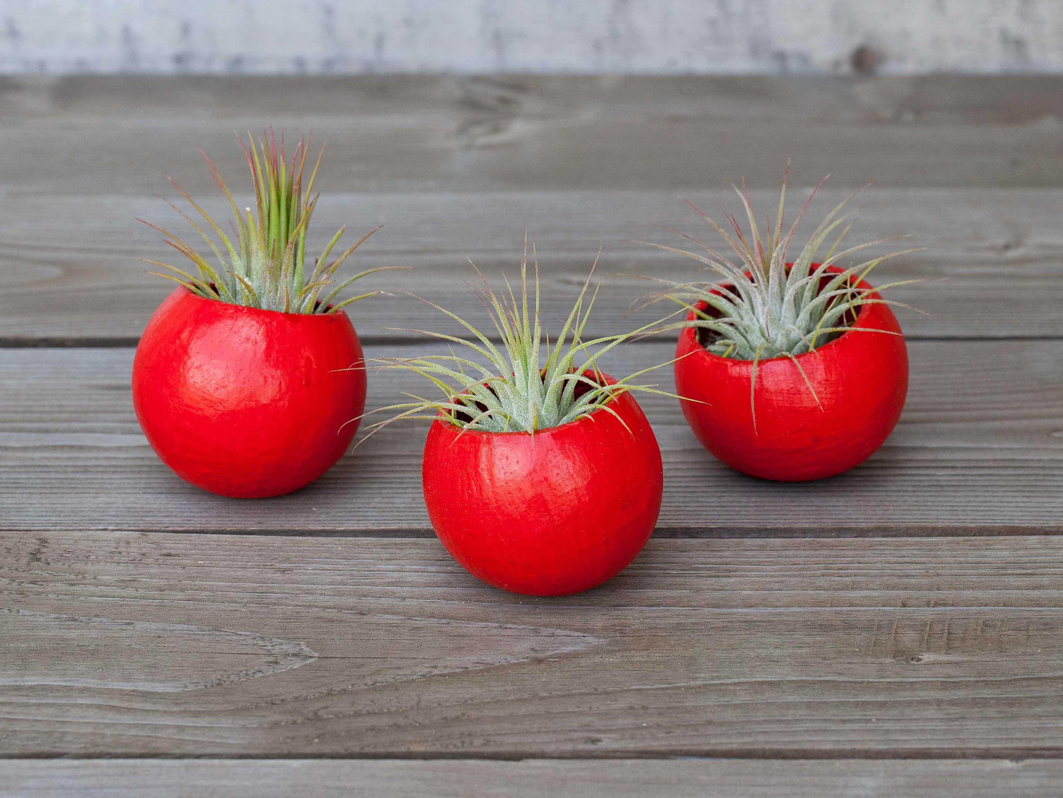 Trio of Festive Red Pods with Tillandsia Ionantha