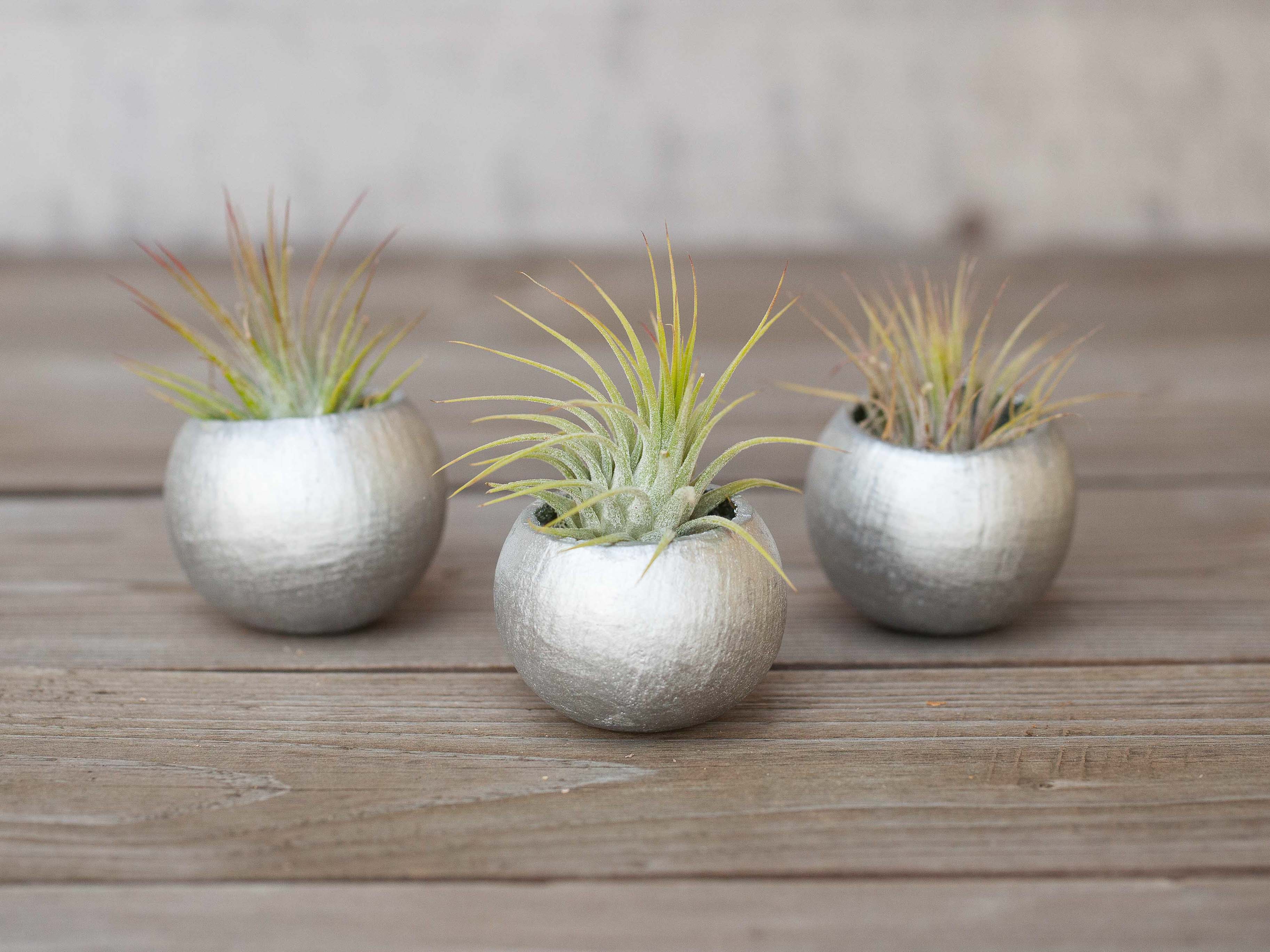 Trio of Metallic Silver Pods with Tillandsia Ionantha