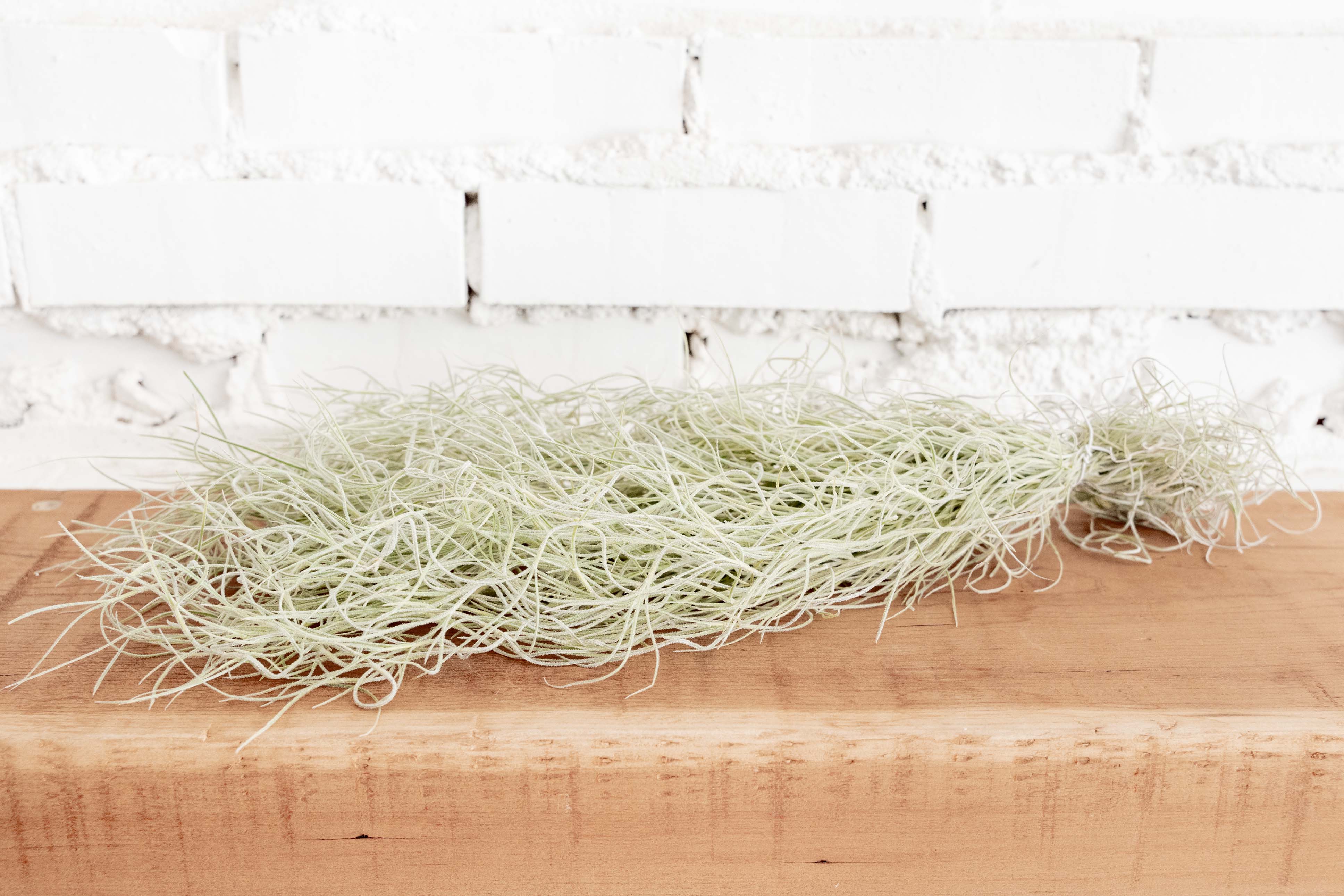 Tillandsia Usneoides Colombia Thick Spanish Moss Large Clumps - Image 2