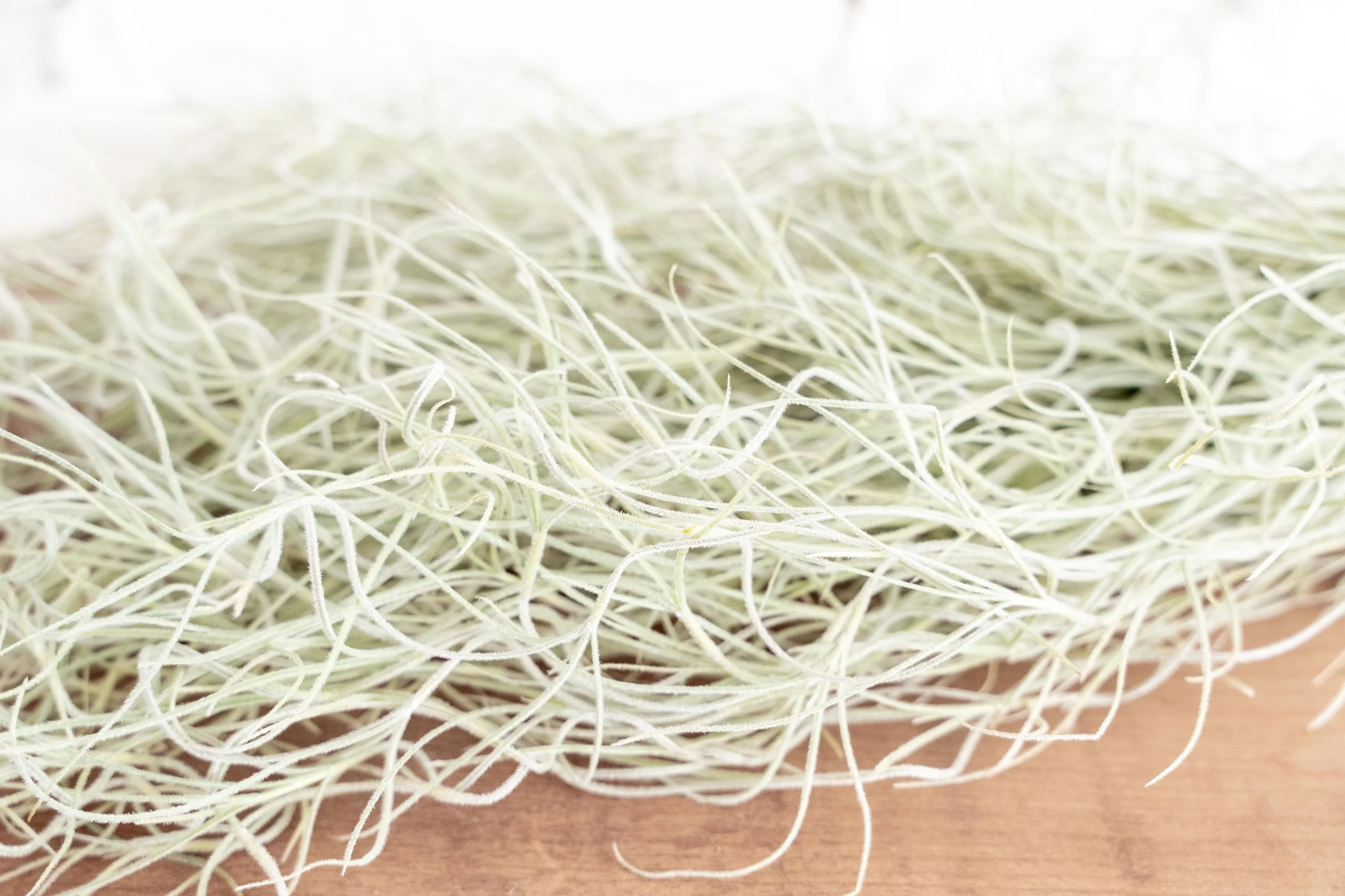 Tillandsia Usneoides Colombia Thick Spanish Moss Large Clumps - Image 4