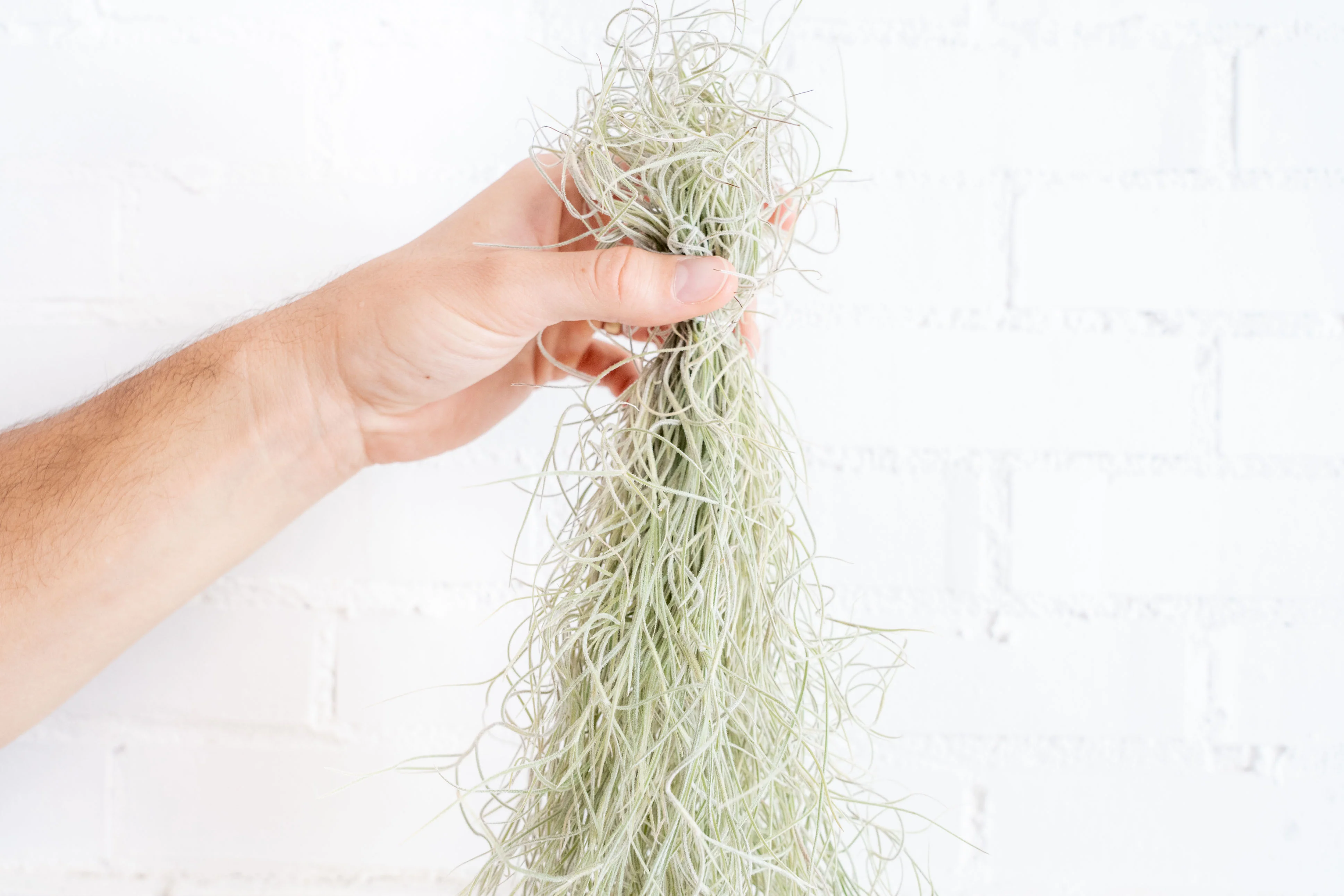 Tillandsia Usneoides Colombia Thick Spanish Moss Large Clumps - Image 6
