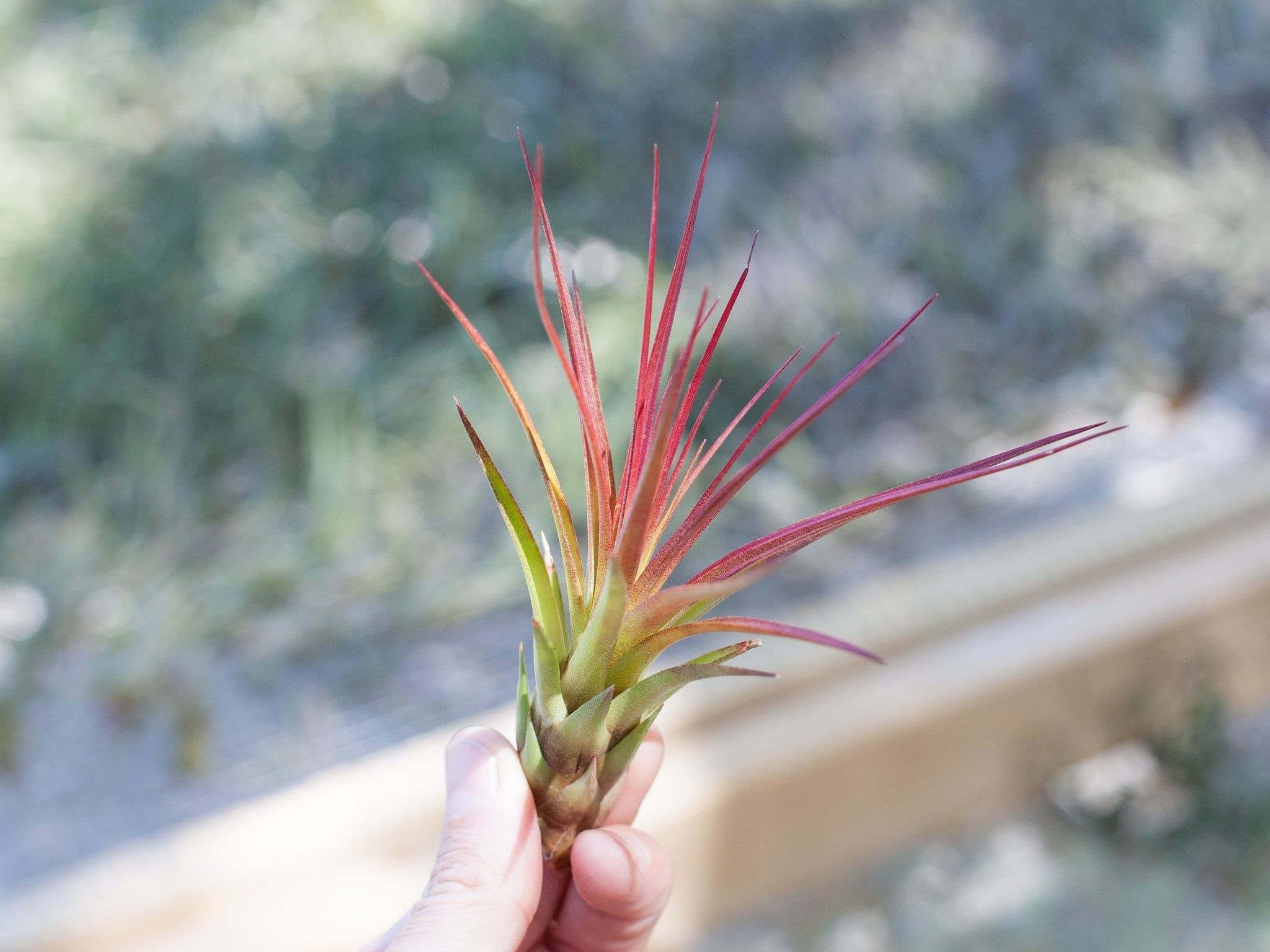 Sale Packs - 30% Off - Tillandsia Melanocrater Tricolor Air Plant