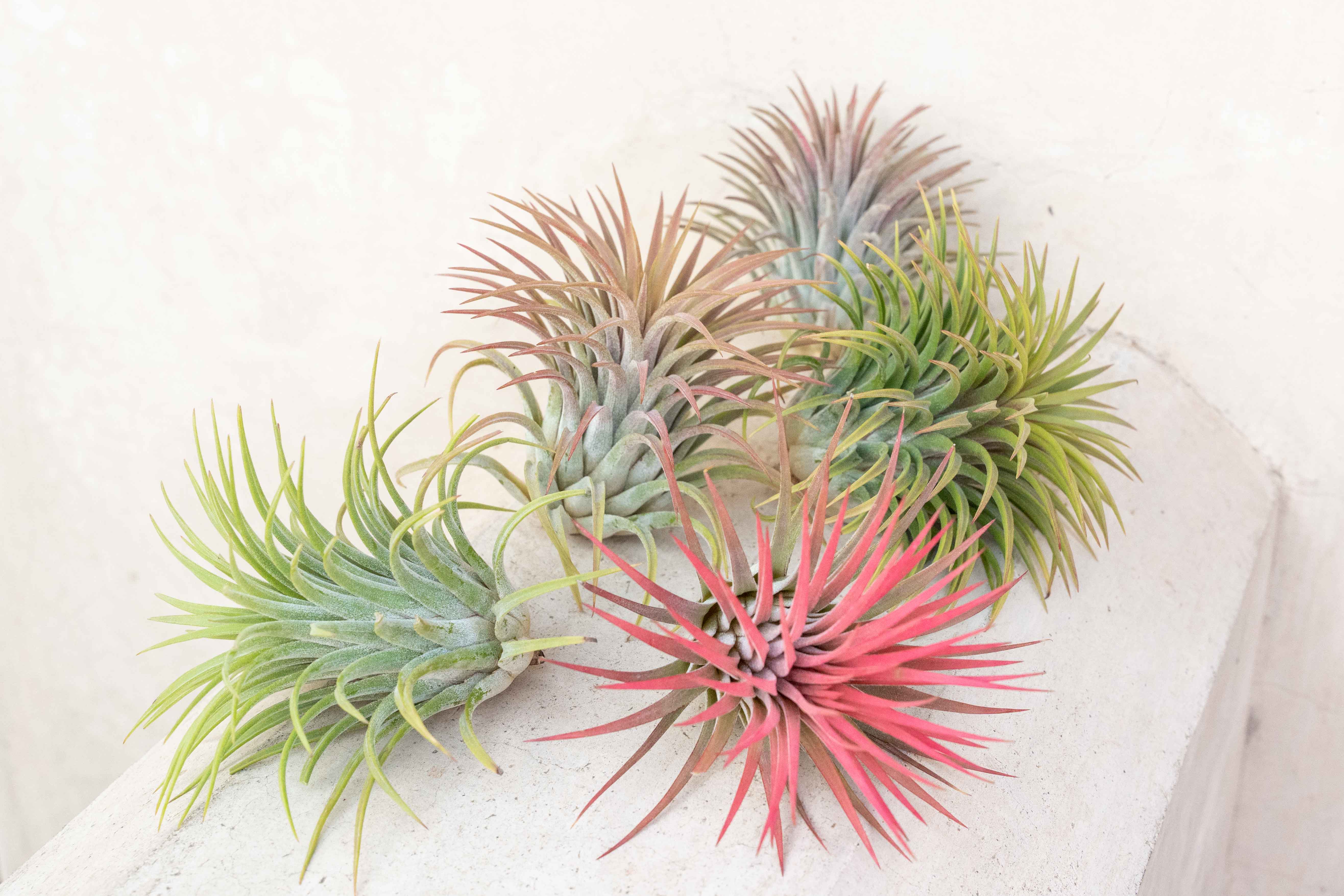 Sale Packs - 40% Off - XL Tillandsia Ionantha Rubra