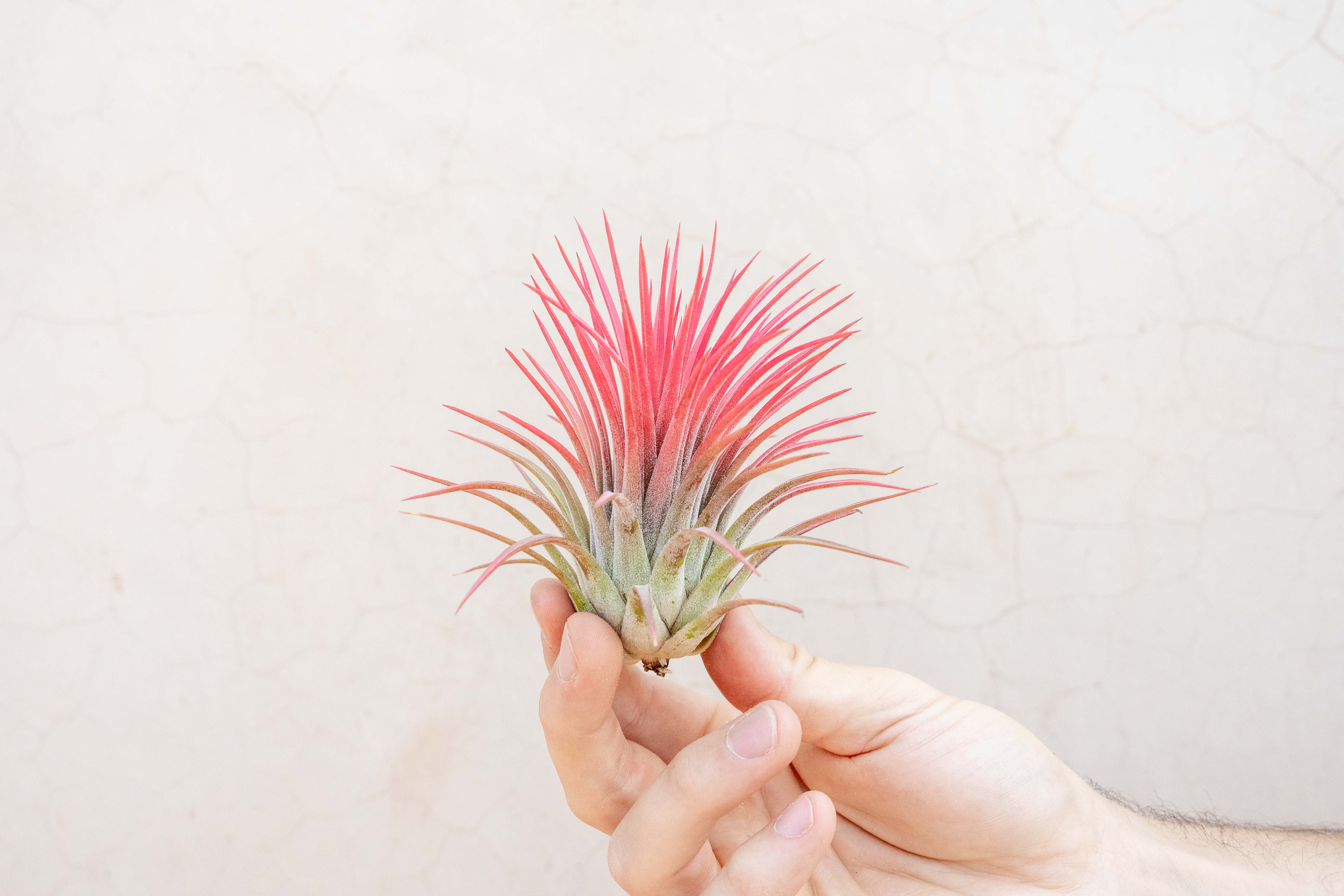Sale Packs - 40% Off - XL Tillandsia Ionantha Rubra - Image 3