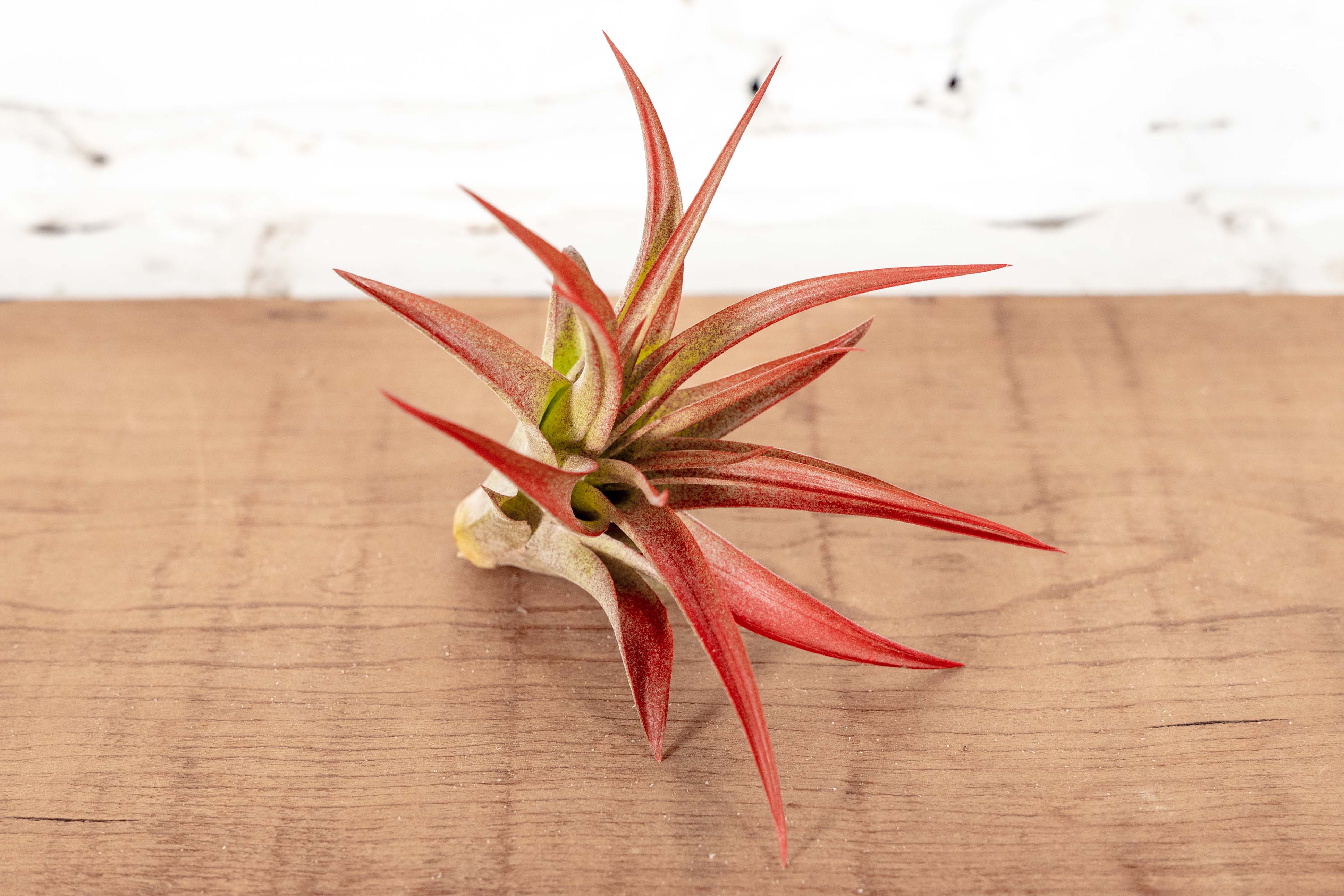 Sale Packs - 45% Off - Tillandsia Red Abdita Brachycaulos