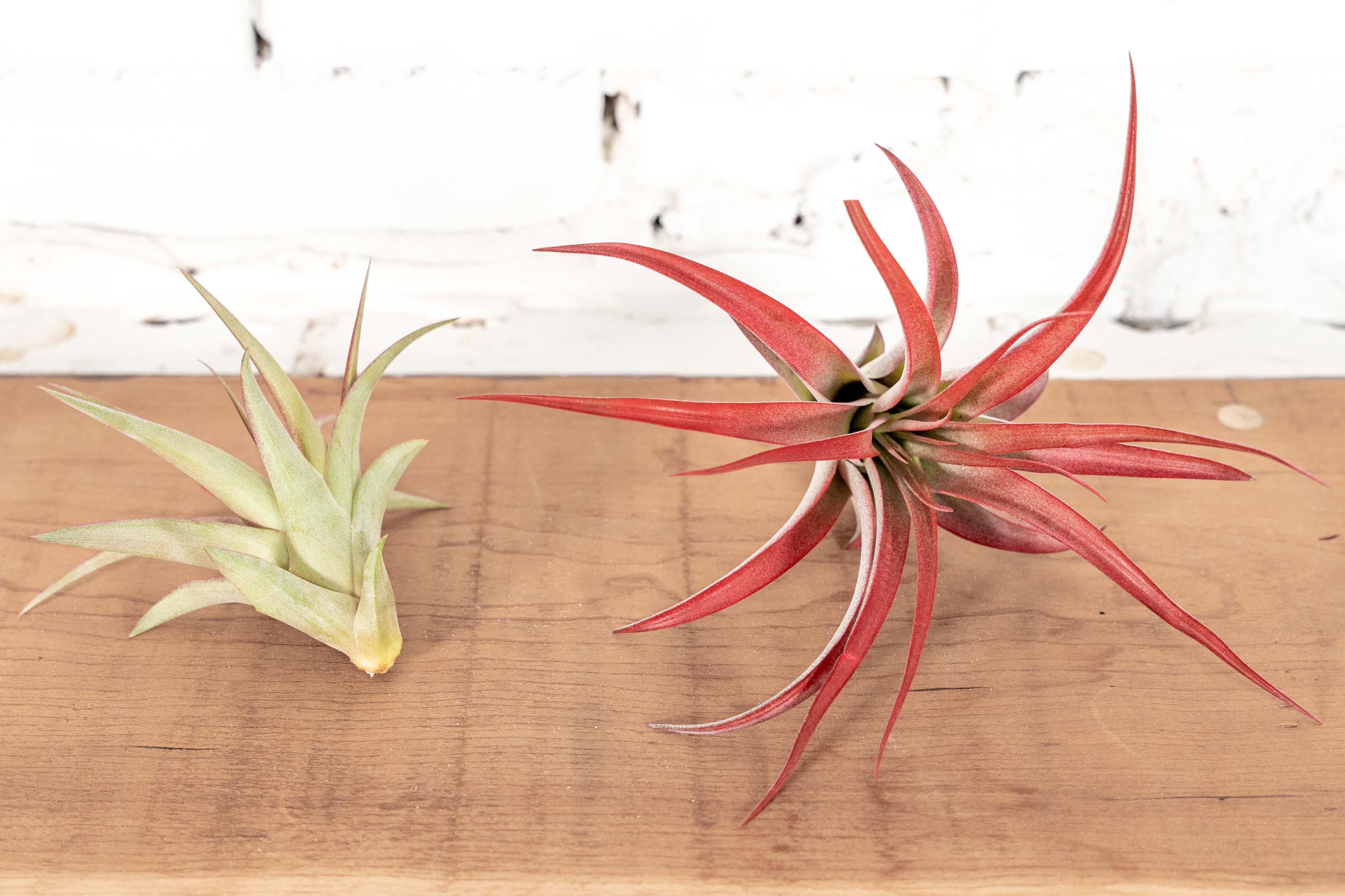 Sale Packs - 45% Off - Tillandsia Red Abdita Brachycaulos - Image 2