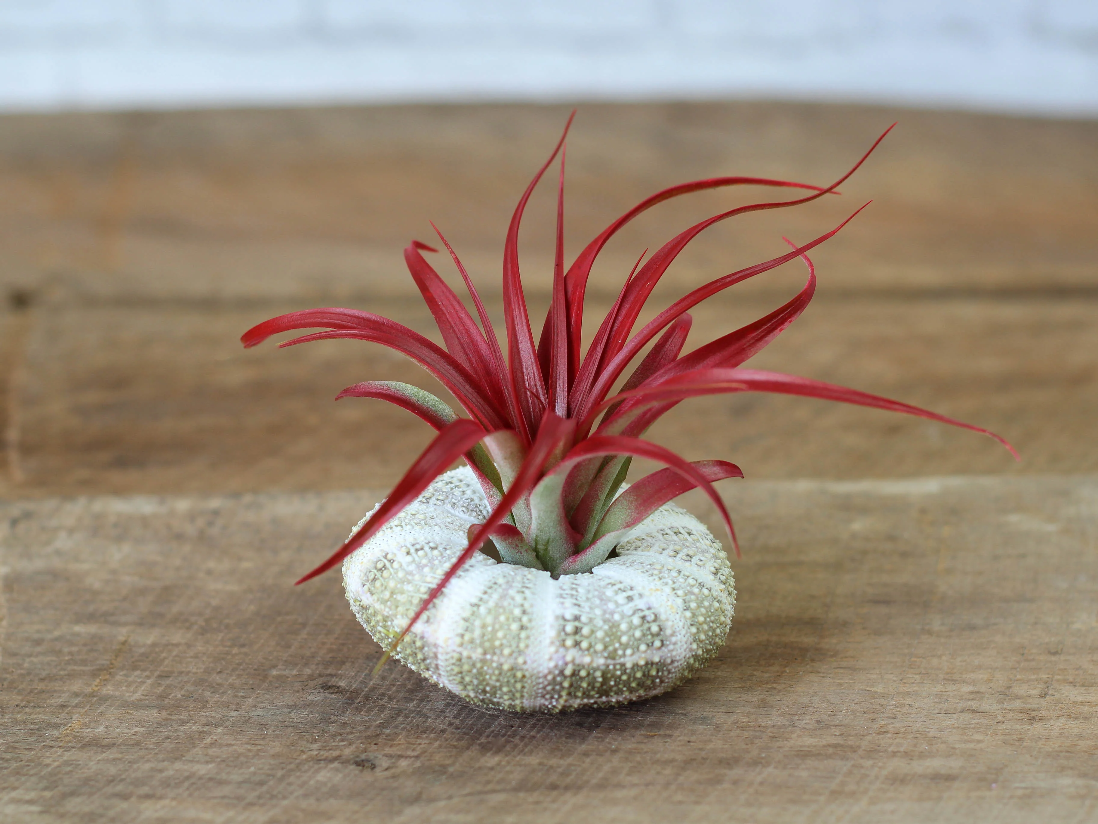Sale Packs - 45% Off - Tillandsia Red Abdita Brachycaulos - Image 4