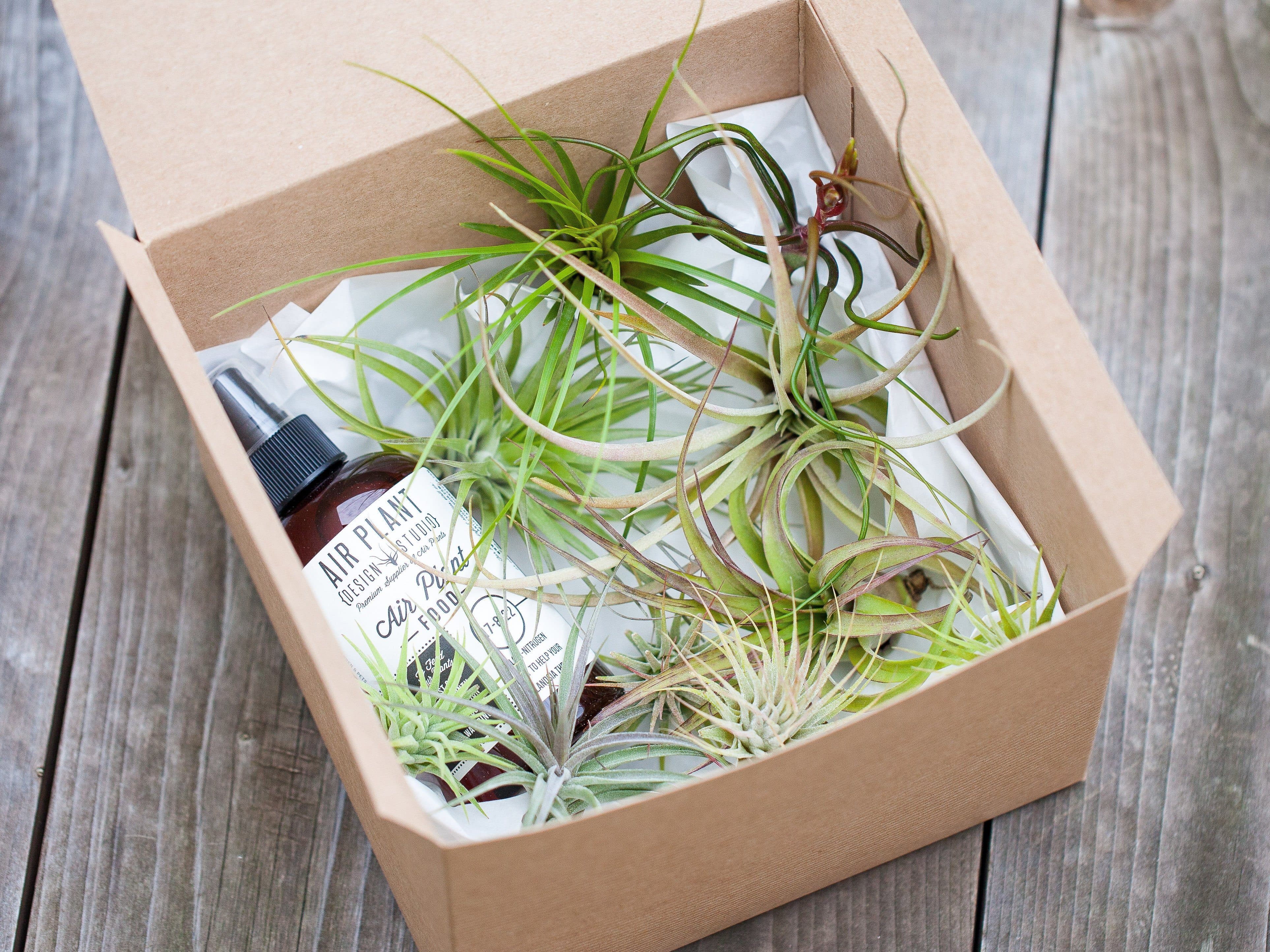 5 Tillandsia Air Plant Grab Bag with Fertilizer Plant-O-Gram Gift - Image 2