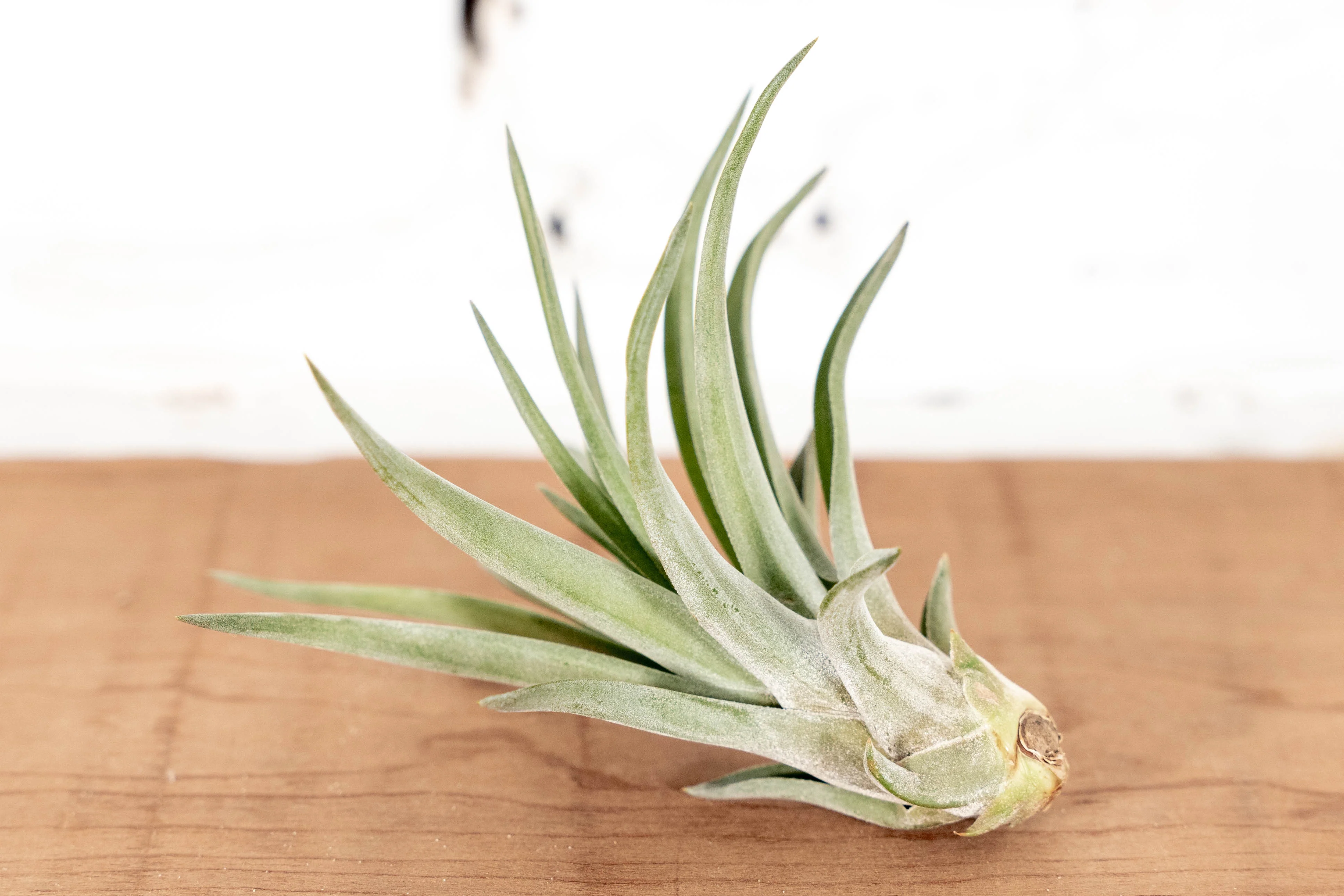 Sales Packs - 50% Off - Tillandsia Velutina Air Plant - Image 4