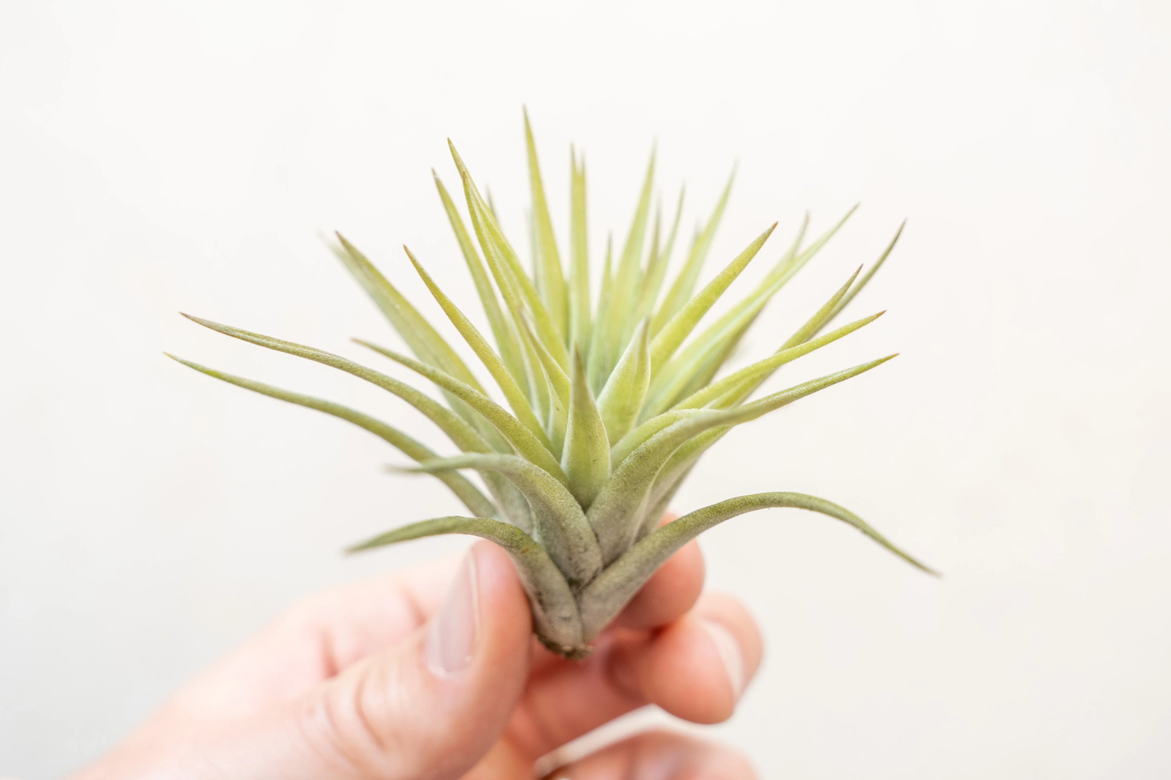 Sales Packs - 50% Off - Tillandsia Velutina Air Plant - Image 5