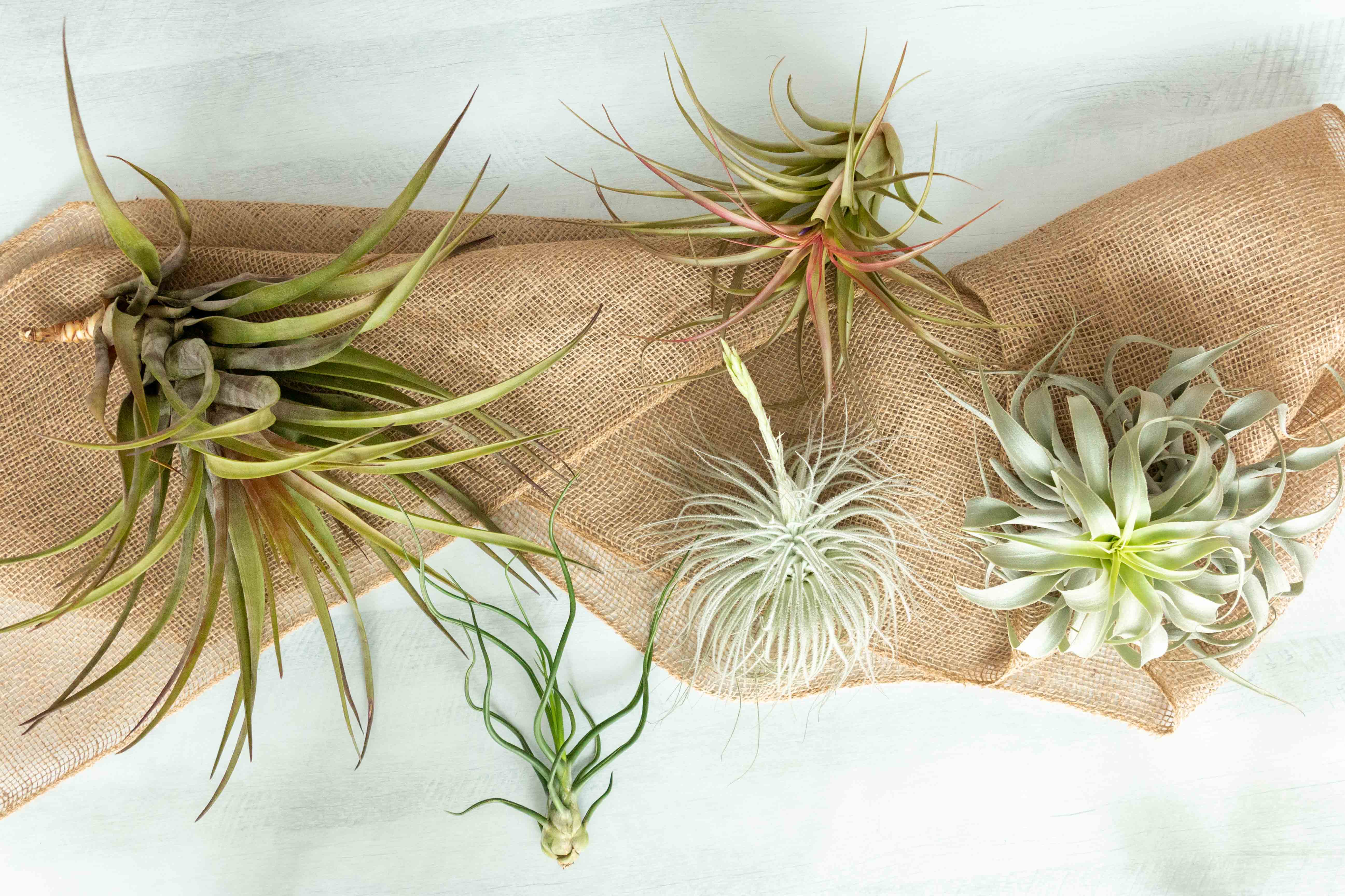 Air Plant Club - 6 Month Gift Subscription - Collector Box - Image 2