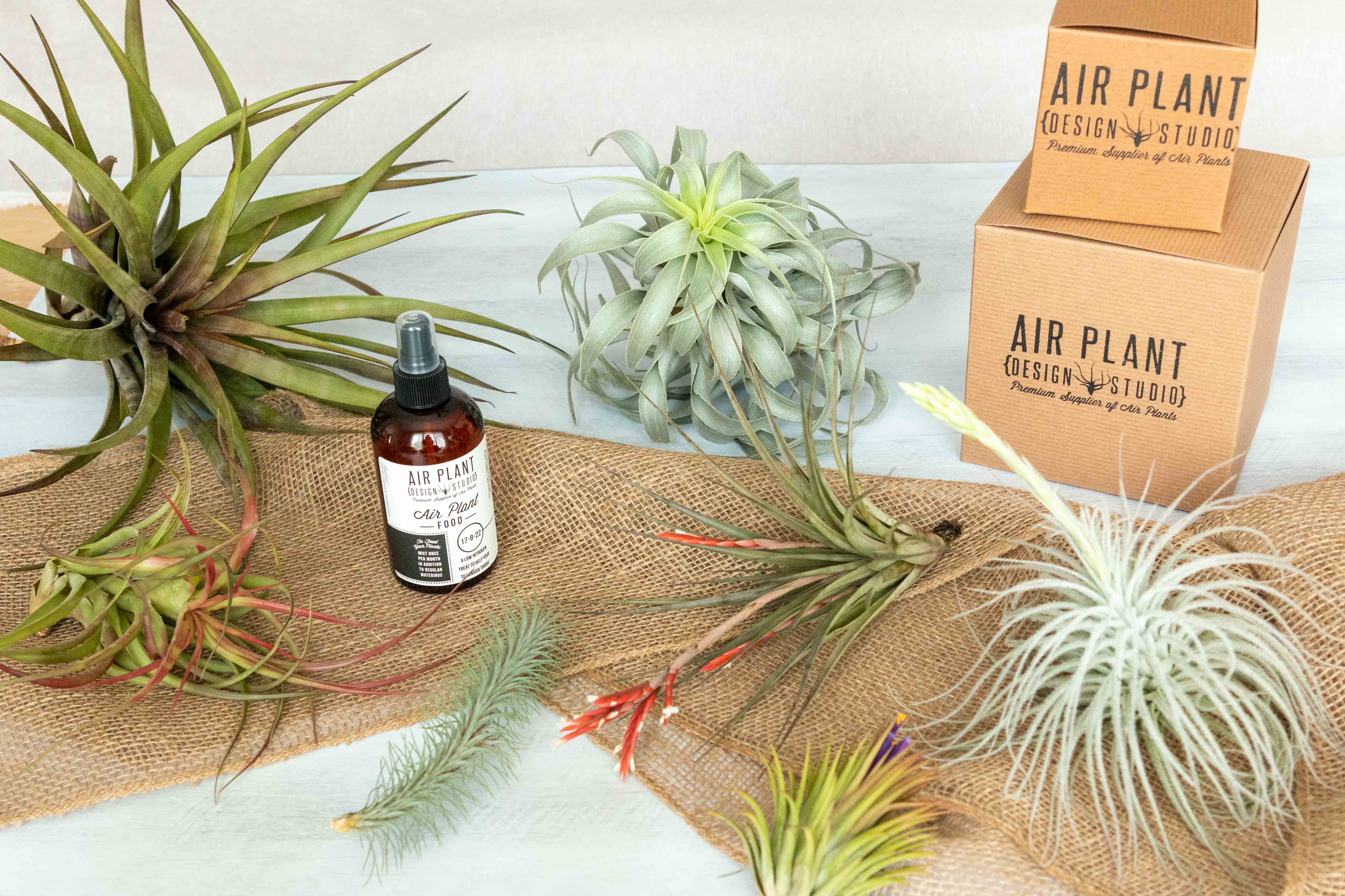 Air Plant Club - 6 Month Gift Subscription - Collector Box - Image 4