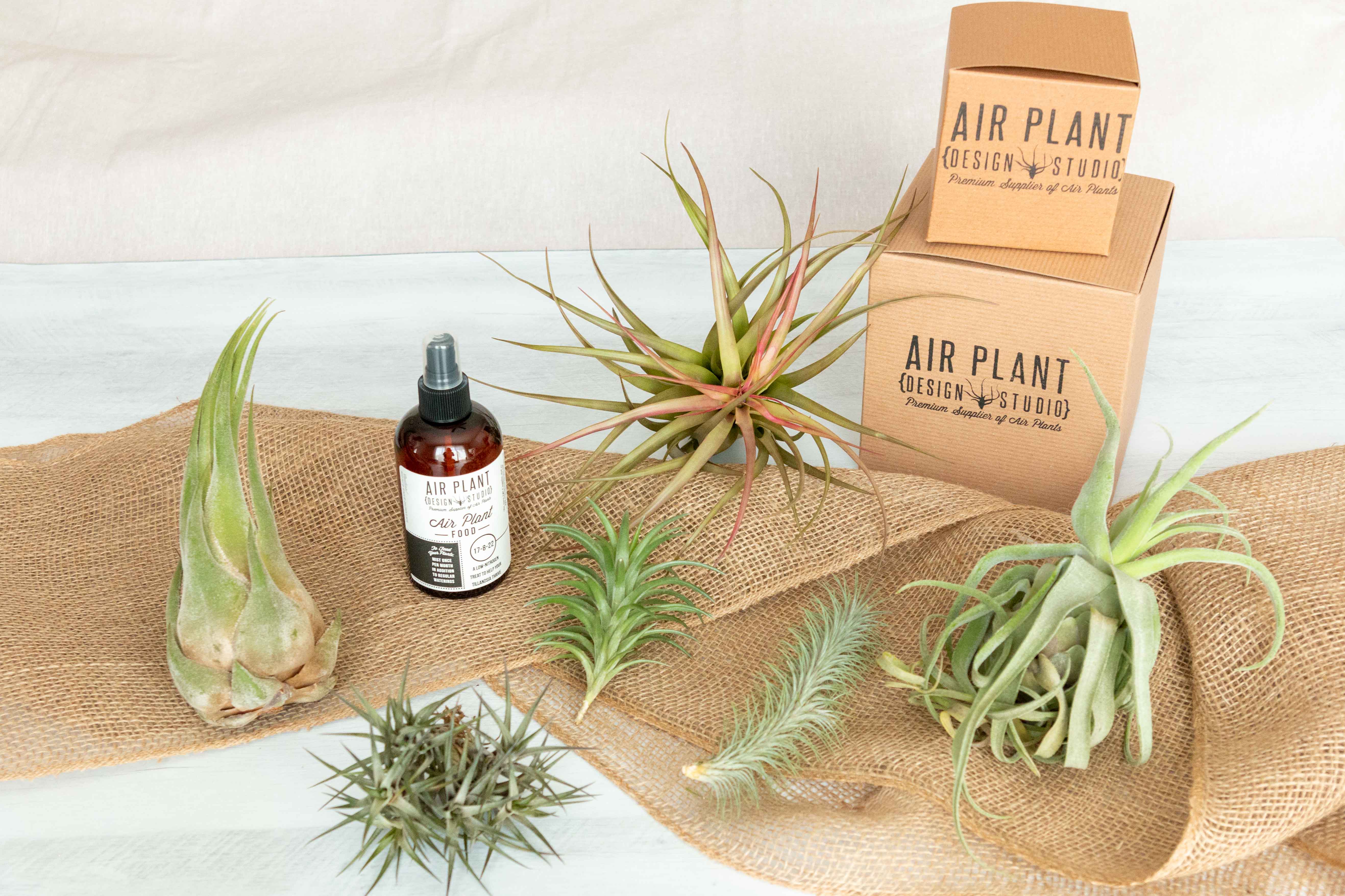 Air Plant Club - 6 Month Gift Subscription - Collector Box - Image 5