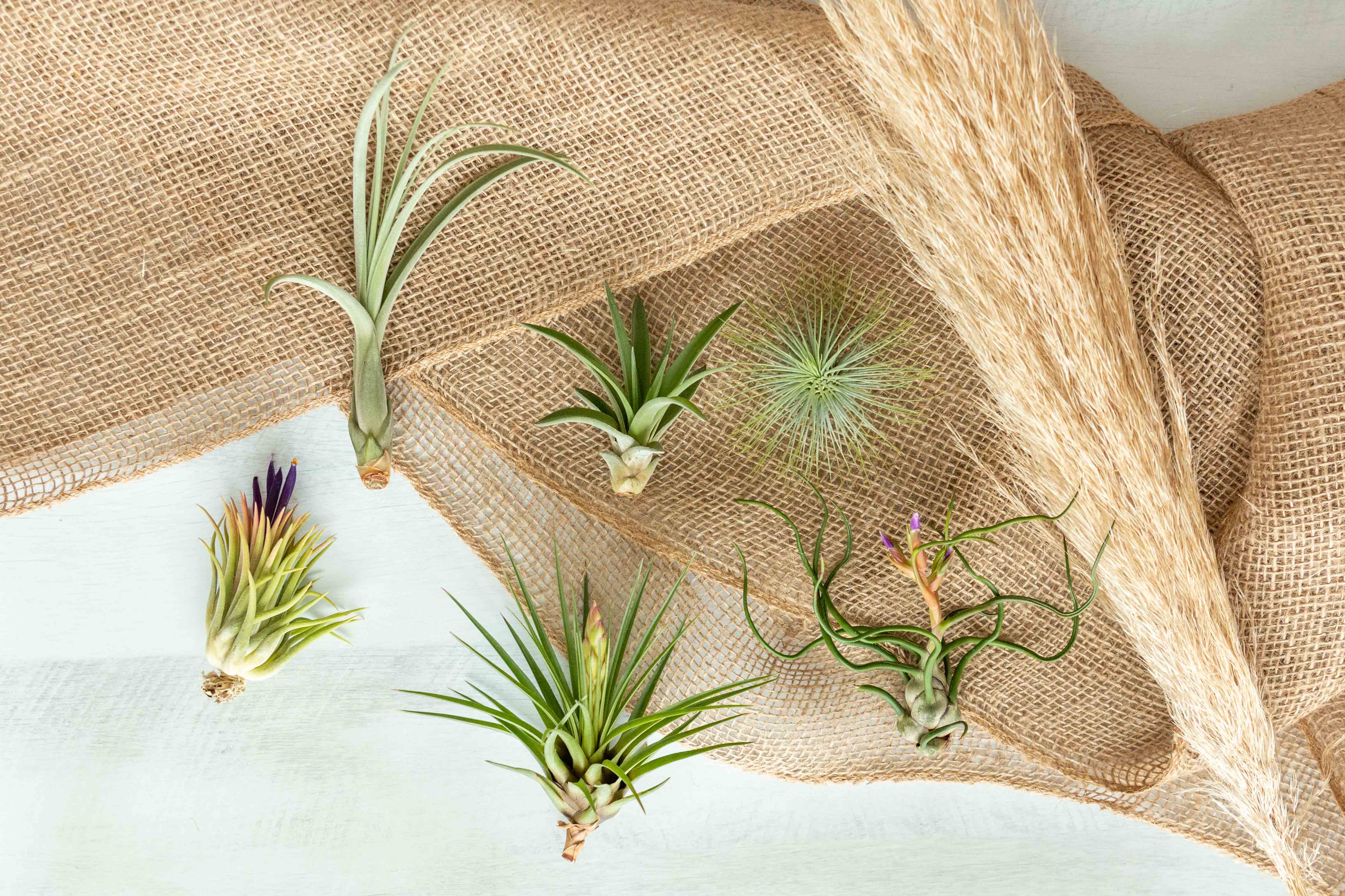 Air Plant Club - 6 Month Gift Subscription - Starter Box - Image 4
