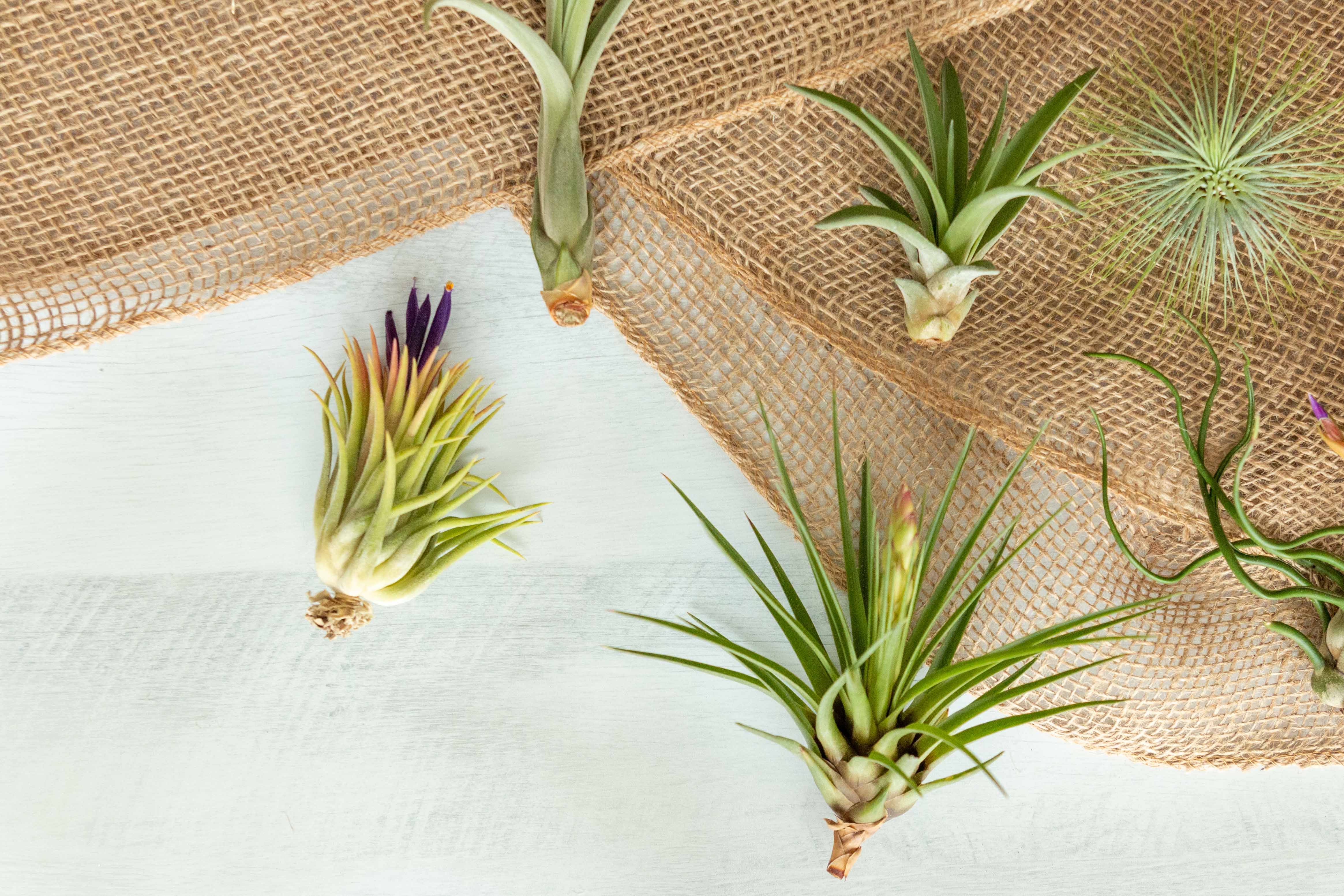 Air Plant Club - 6 Month Gift Subscription - Starter Box - Image 5