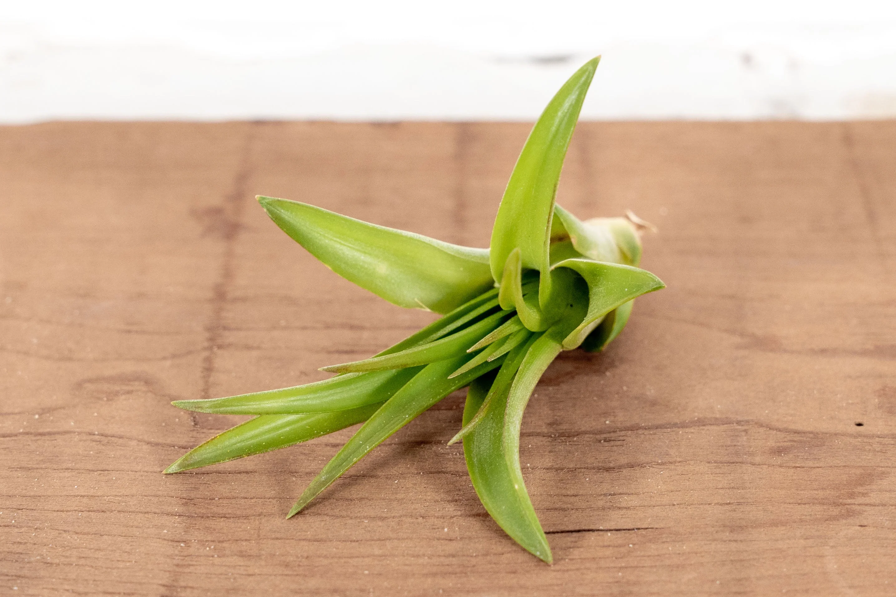 Sale Packs - 60% Off - Tillandsia Abdita Brachycaulos - Image 3
