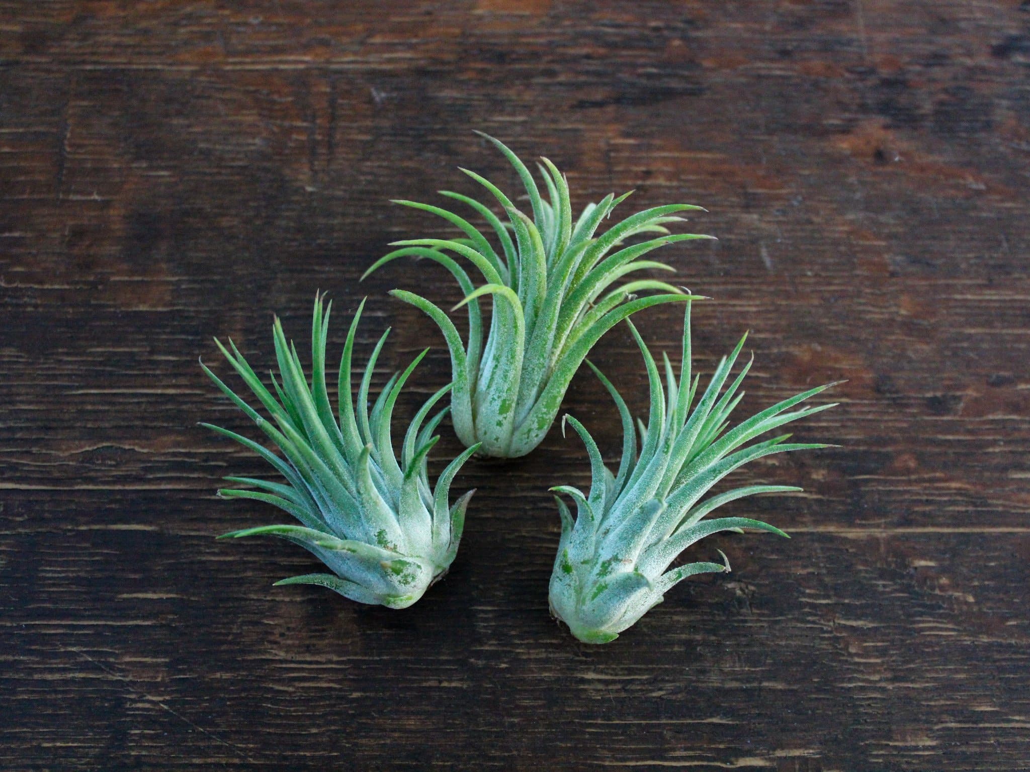Sale Packs - 70% Off - Tillandsia Ionantha Guatemala - Image 4