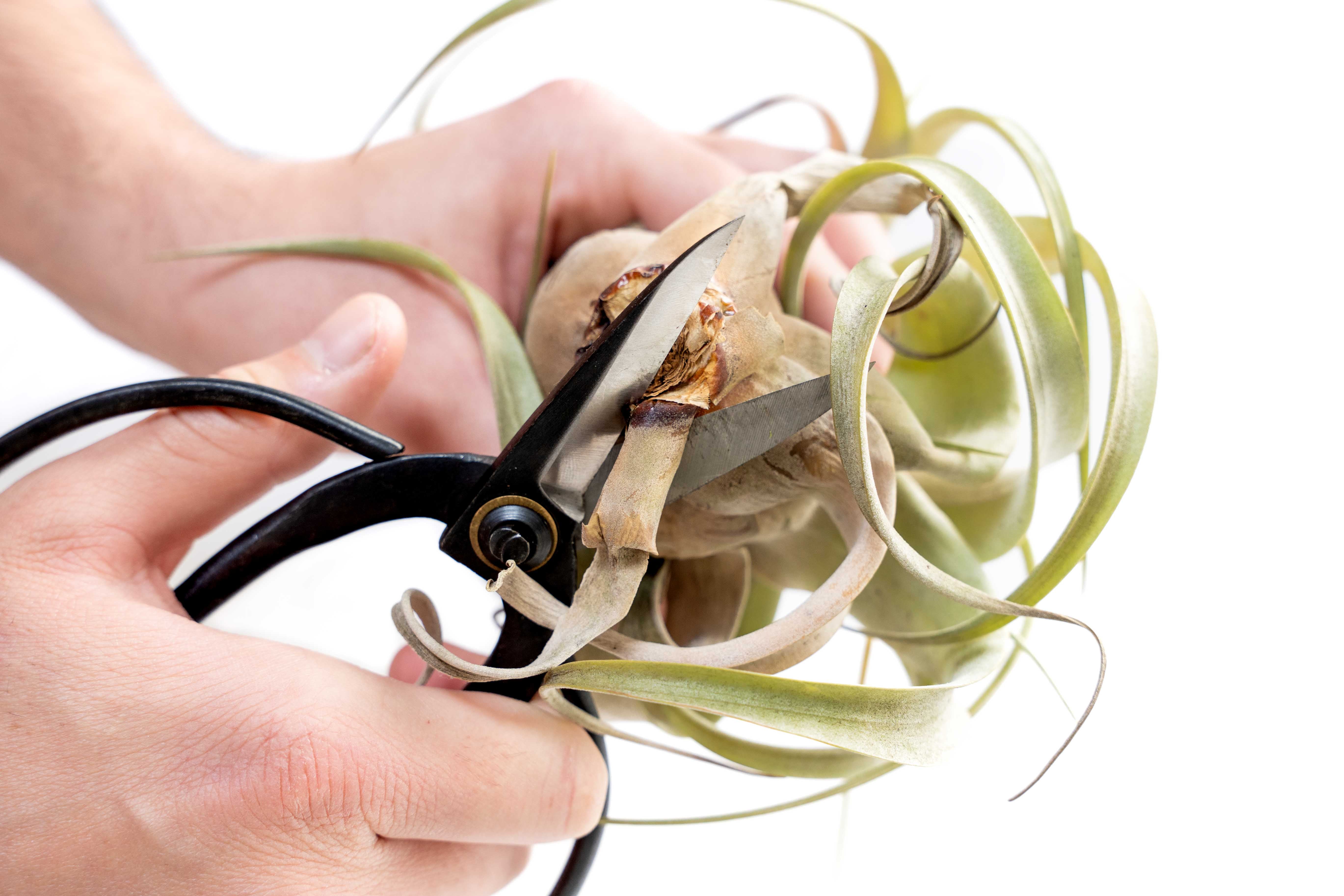 Bonsai-Style Pruning Scissors for Tillandsia Air Plants - Image 3