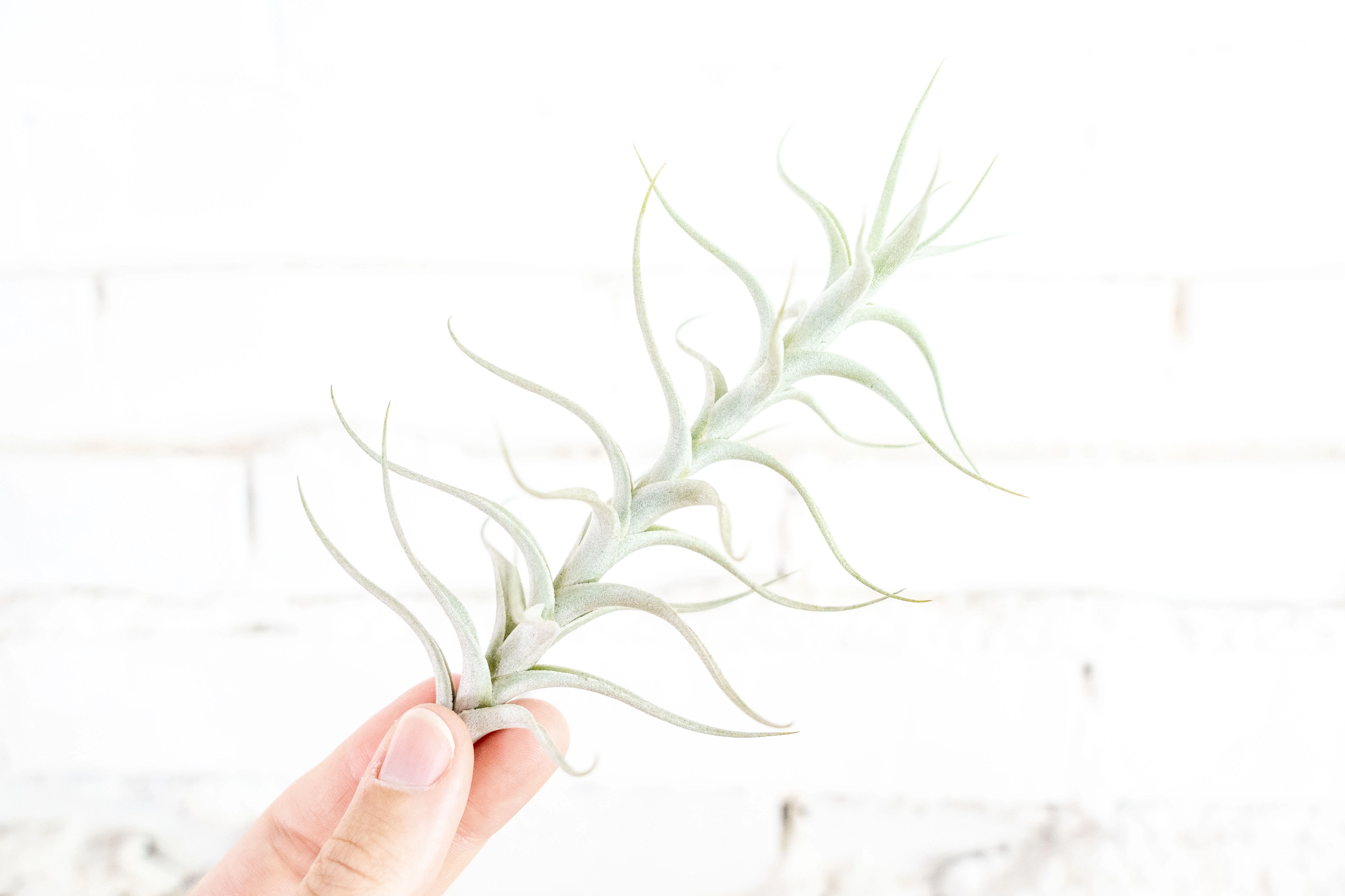 Tillandsia Albida 'Minor' Air Plant