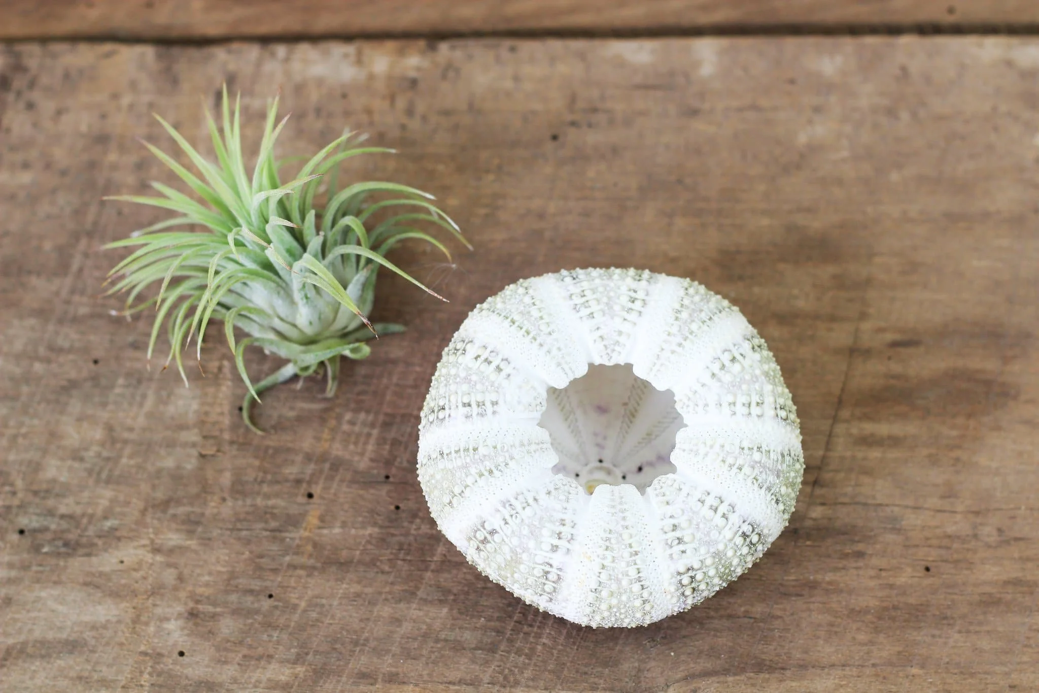 Alfonso Sea Urchin with Assorted Tillandsia Air Plants Duo - Image 2