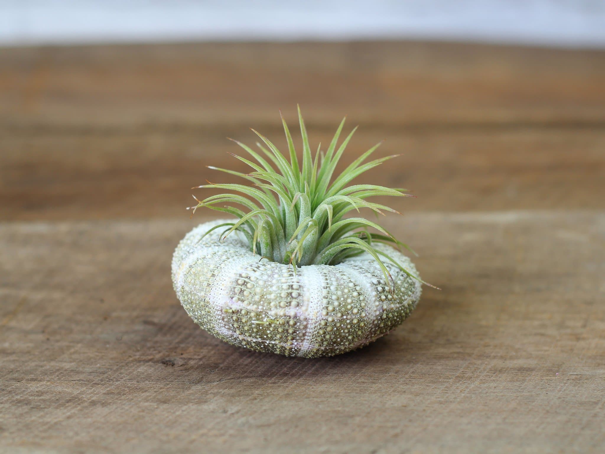 Alfonso Sea Urchin with Assorted Tillandsia Air Plants Duo - Image 4