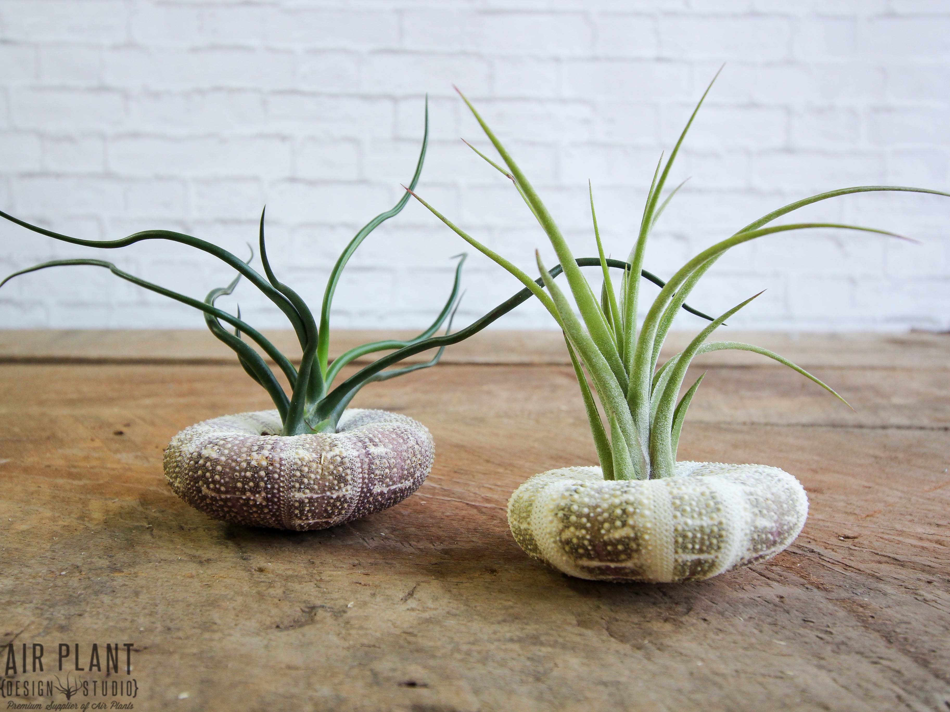 Alfonso Sea Urchin with Tillandsia Bulbosa and Ionantha Air Plant Duo