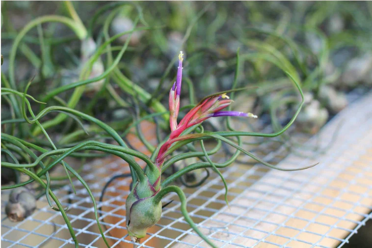 Alfonso Sea Urchin with Tillandsia Bulbosa and Ionantha Air Plant Duo - Image 3