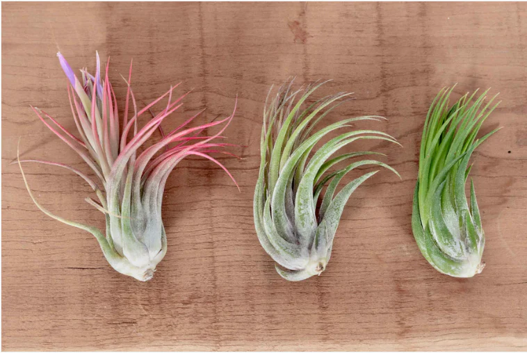 Alfonso Sea Urchin with Tillandsia Bulbosa and Ionantha Air Plant Duo - Image 4