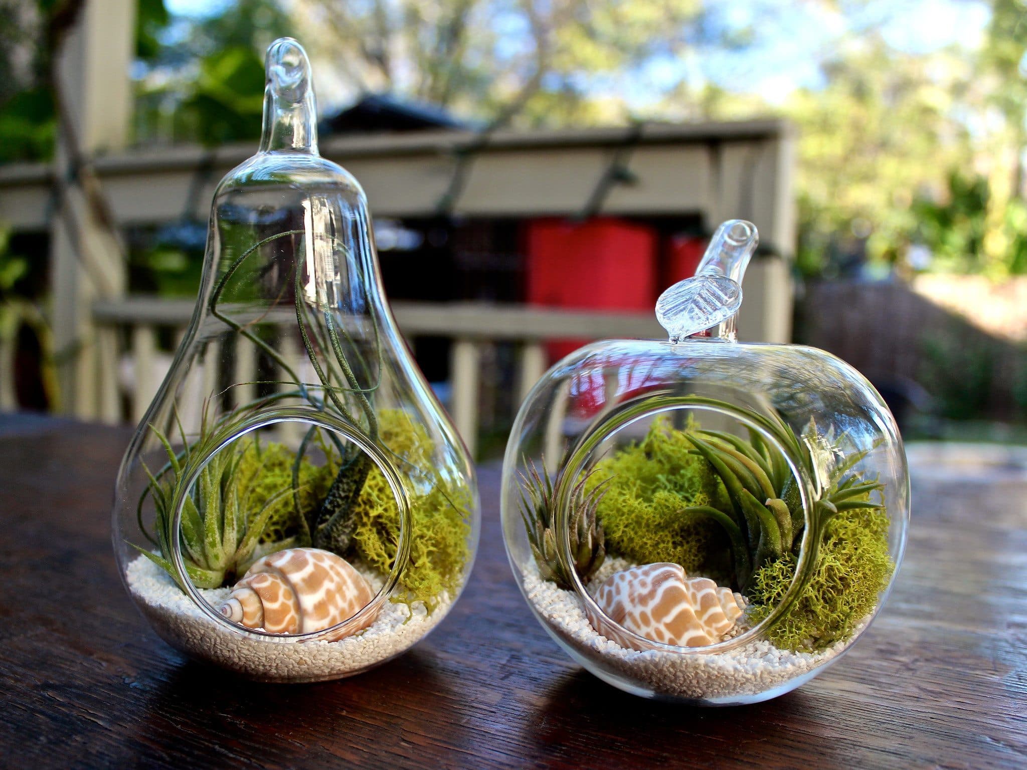 Apple & Pear Terrariums with Assorted Tillandsia Air Plants Duo - Image 3