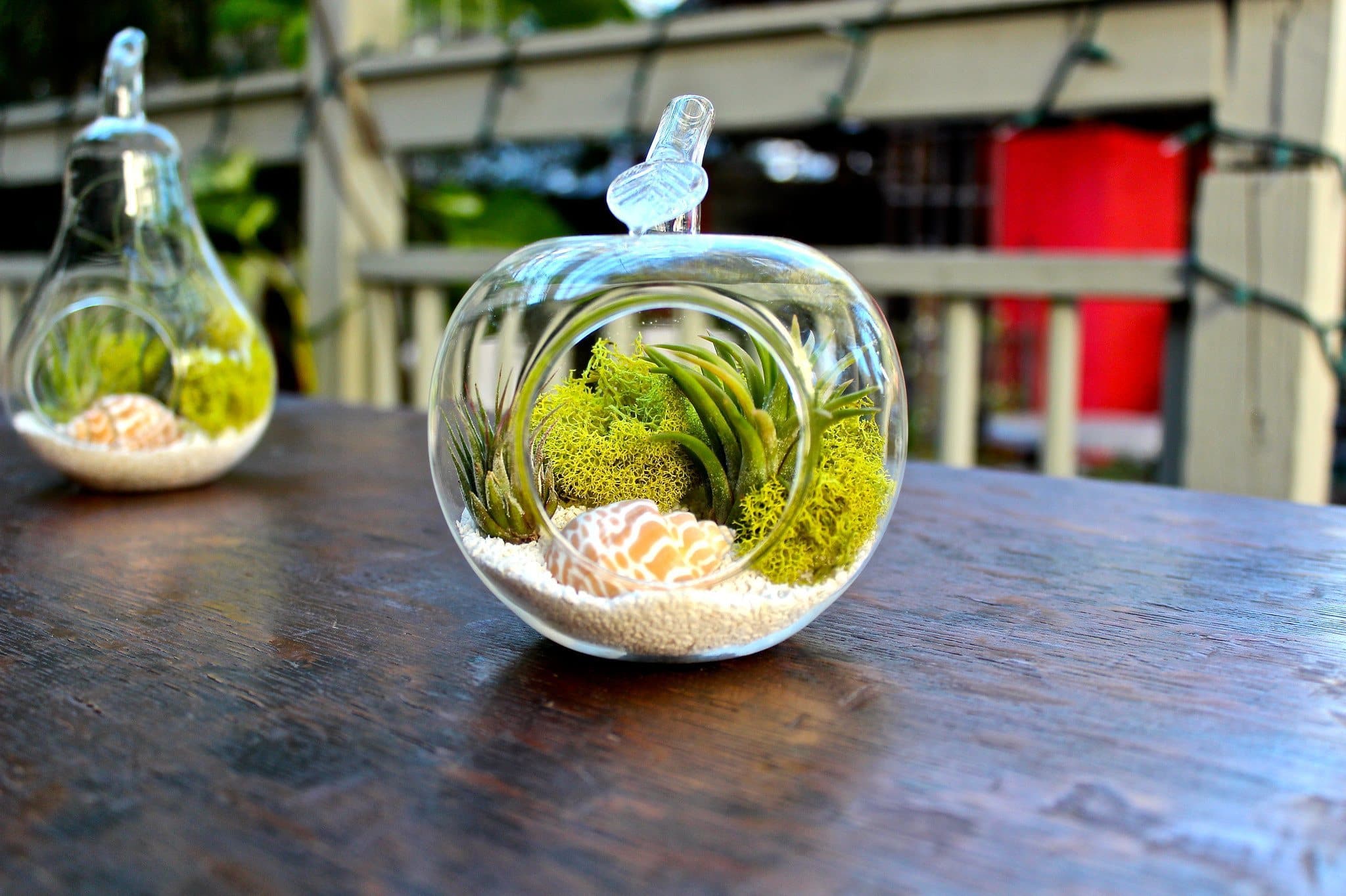 Apple & Pear Terrariums with Assorted Tillandsia Air Plants Duo - Image 4