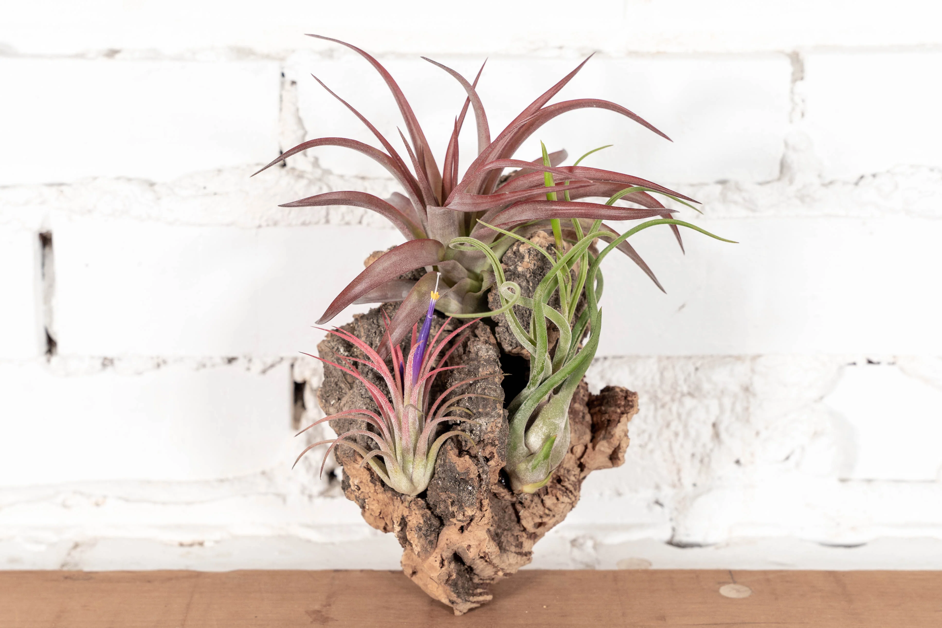 DIY Cork Bark Mounts with Tillandsia Air Plants | Multiple Sizes - Image 3