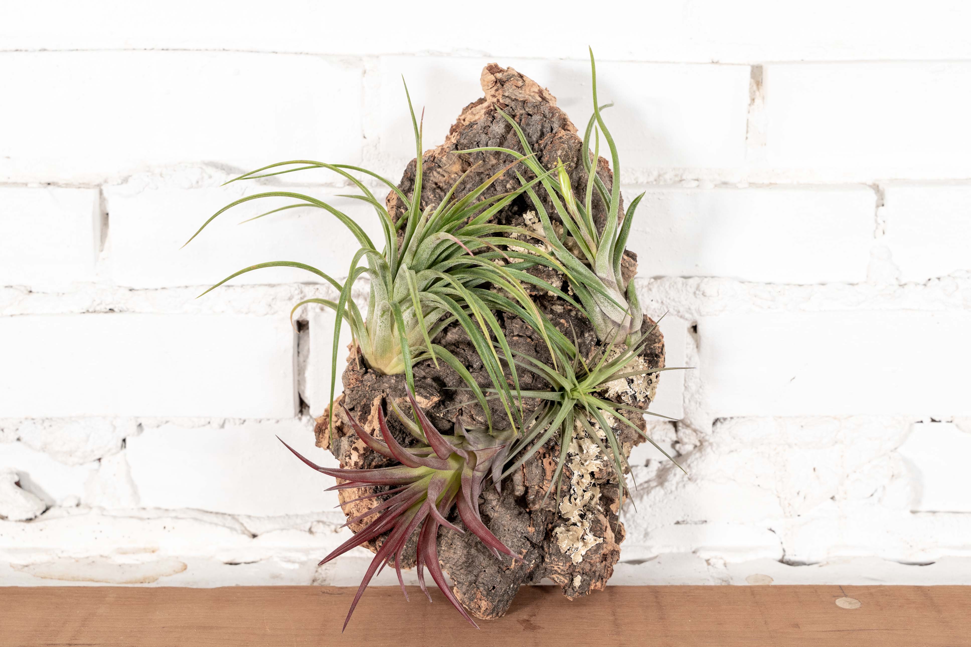 DIY Cork Bark Mounts with Tillandsia Air Plants | Multiple Sizes - Image 4