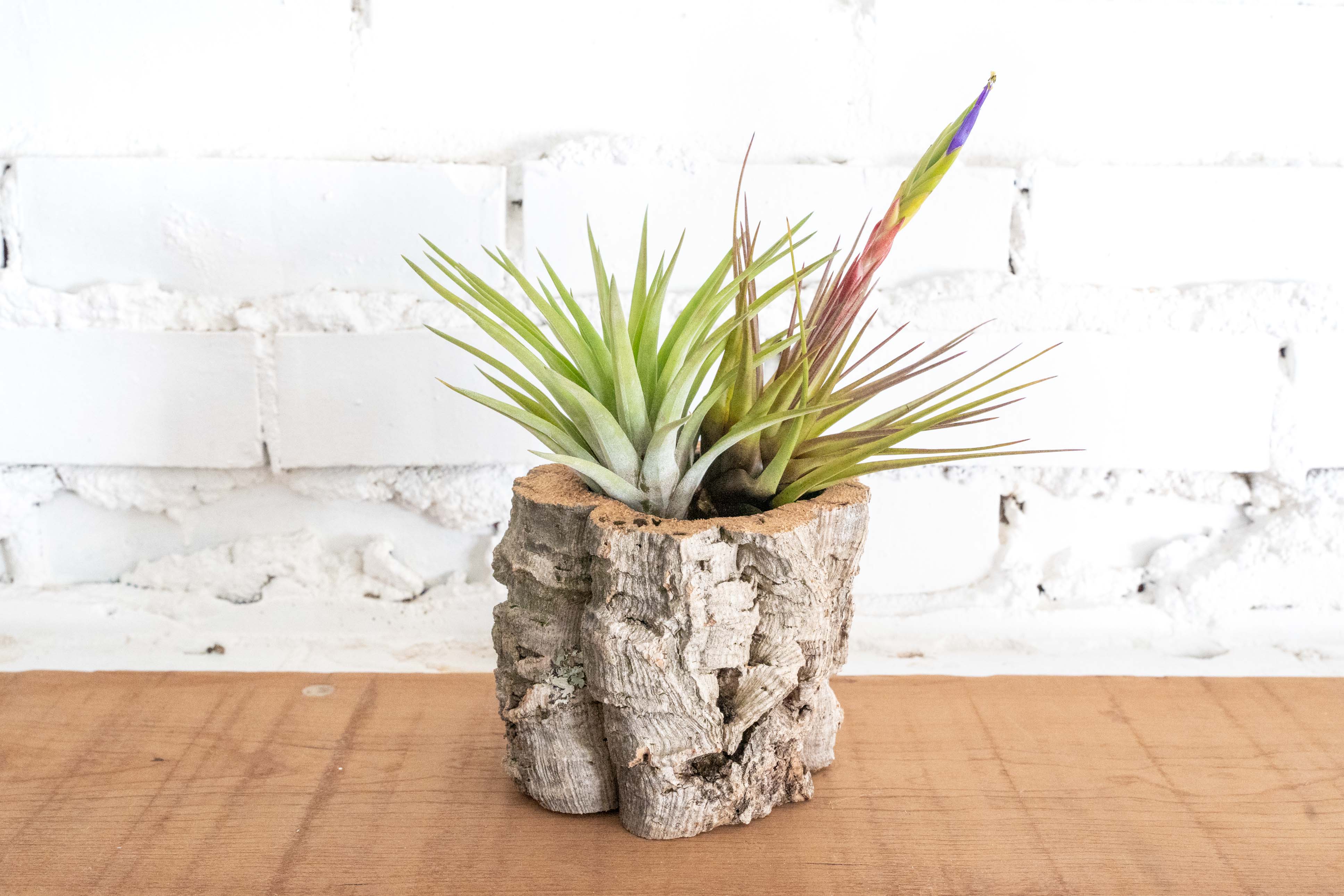 Natural Cork Bark Planters with Tillandsia Air Plants