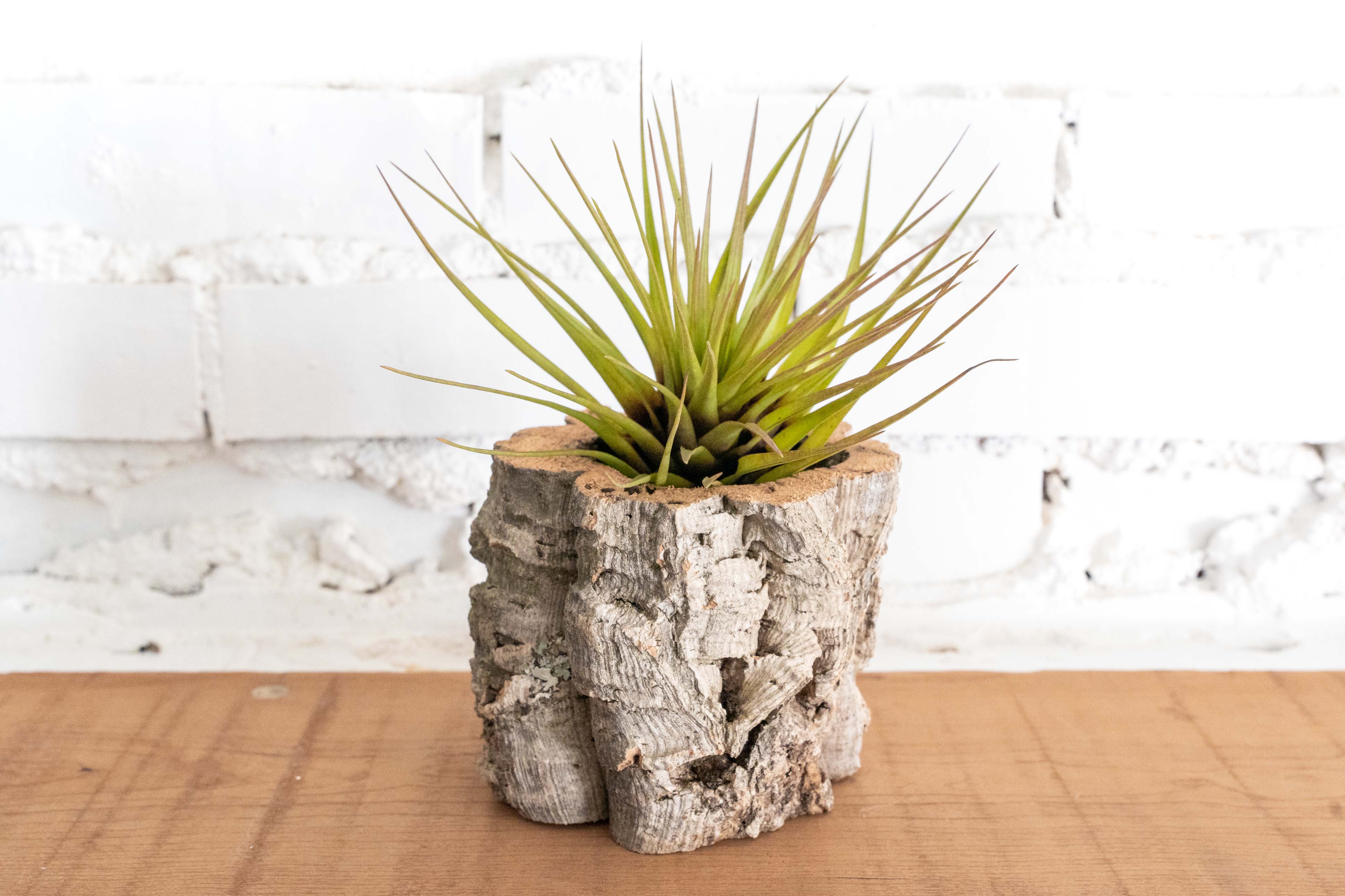 Natural Cork Bark Planters with Tillandsia Air Plants - Image 2