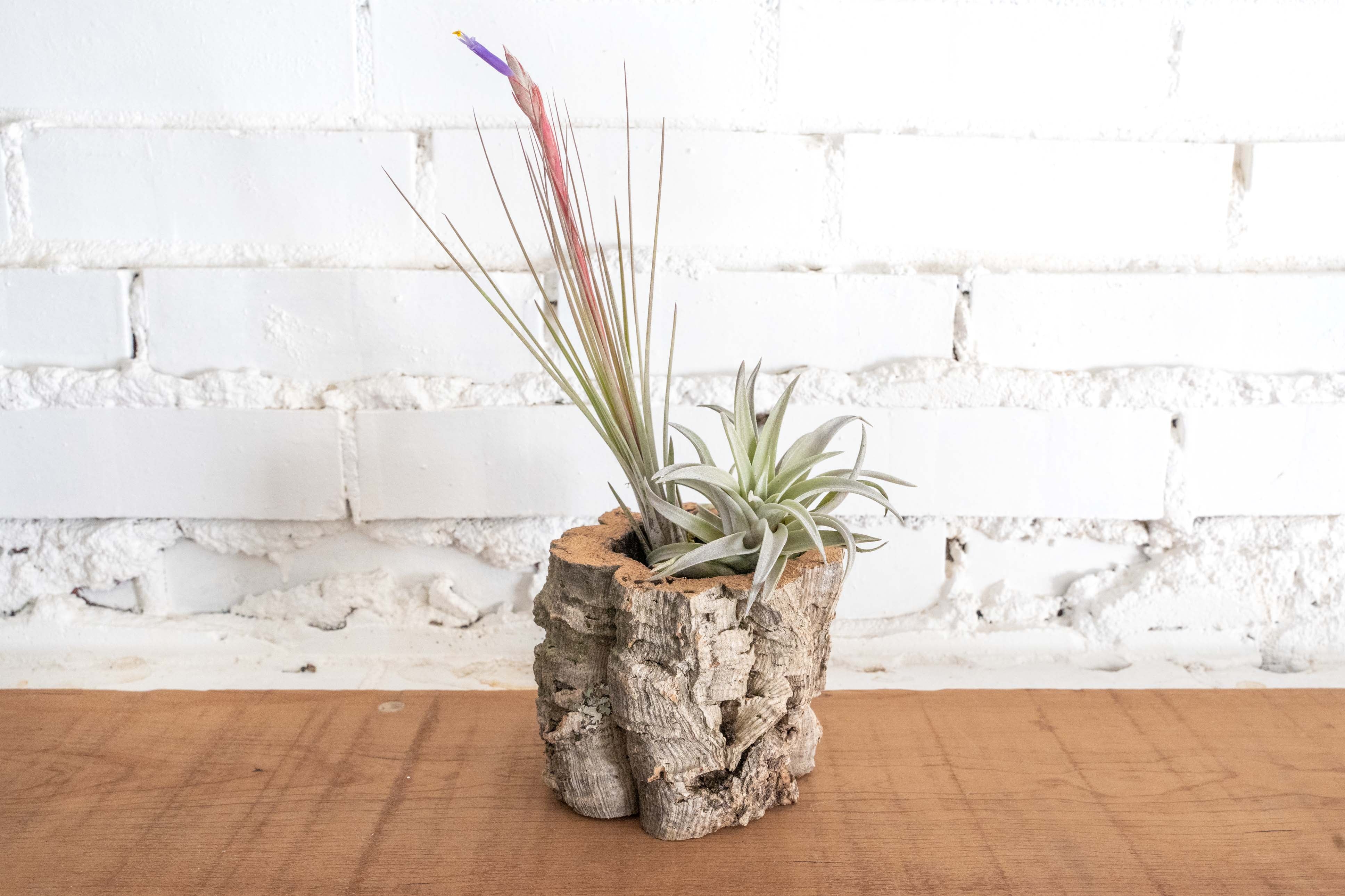 Natural Cork Bark Planters with Tillandsia Air Plants - Image 3