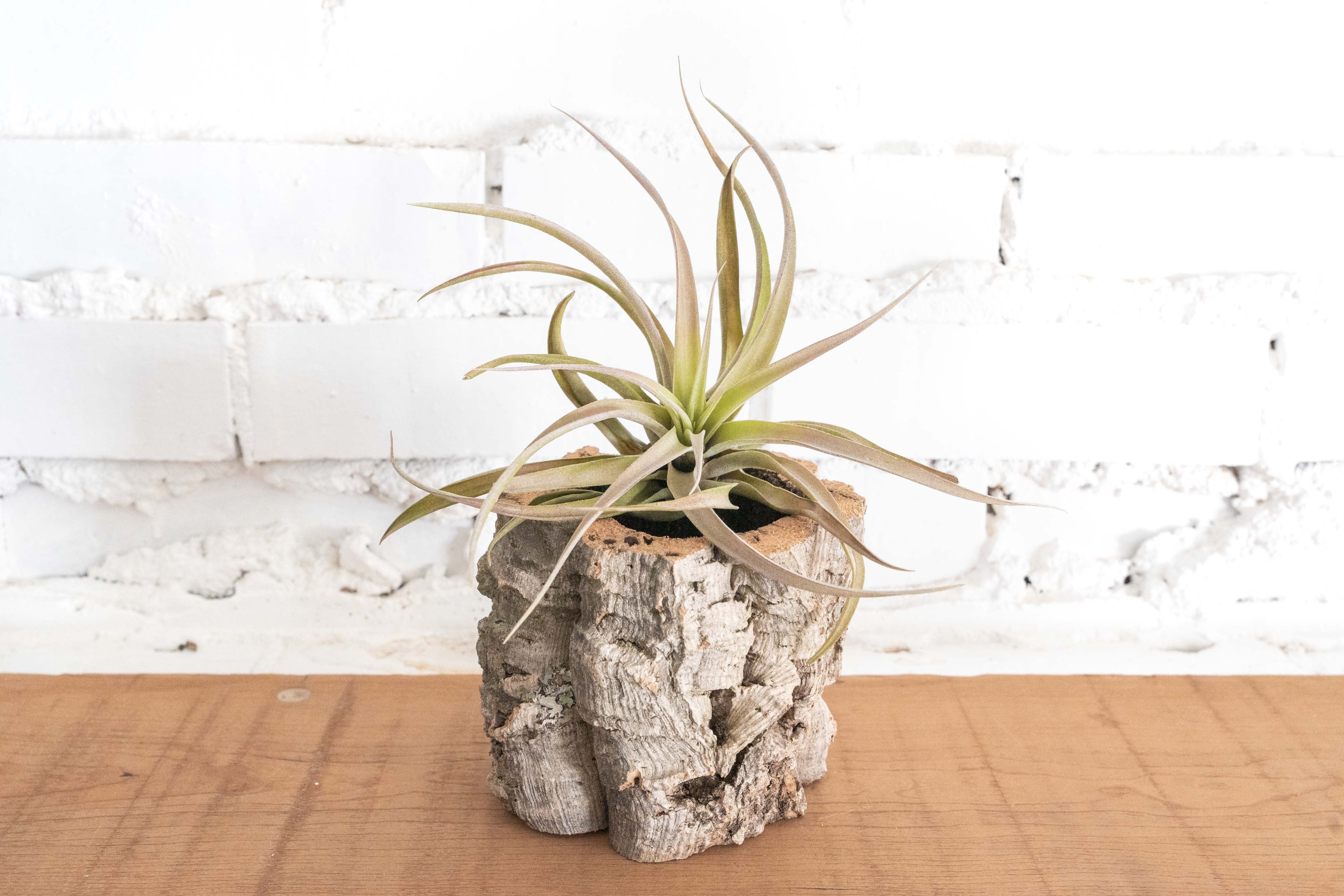 Natural Cork Bark Planters with Tillandsia Air Plants - Image 5