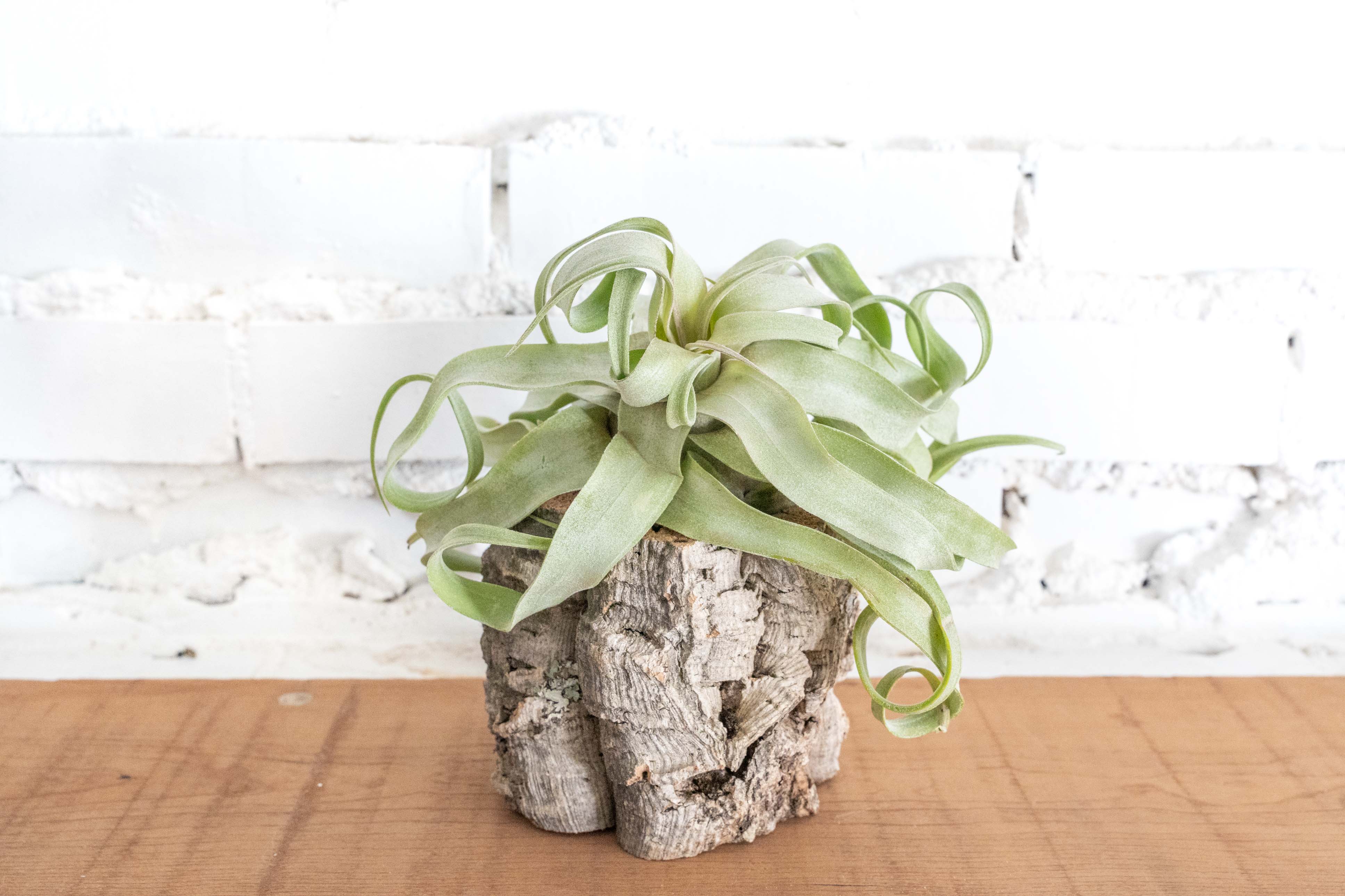 Natural Cork Bark Planters with Tillandsia Air Plants - Image 6