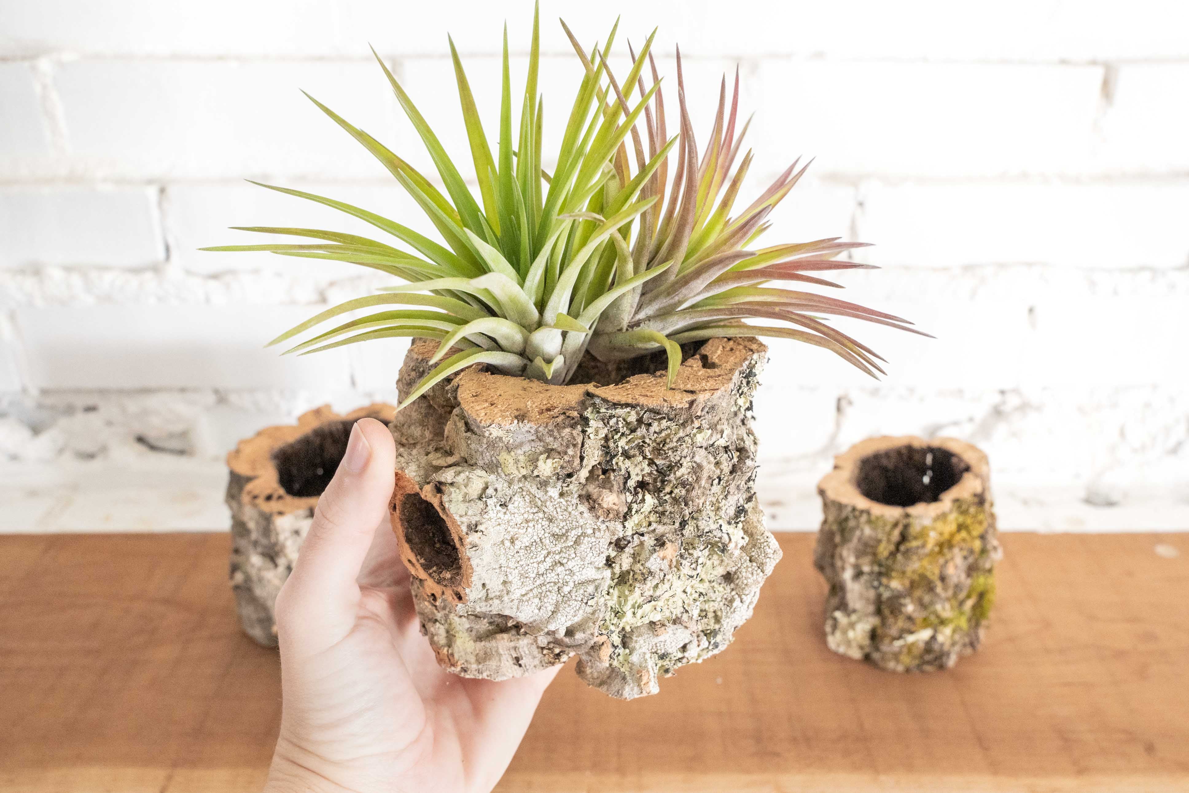 Natural Cork Bark Planters with Tillandsia Air Plants - Image 7